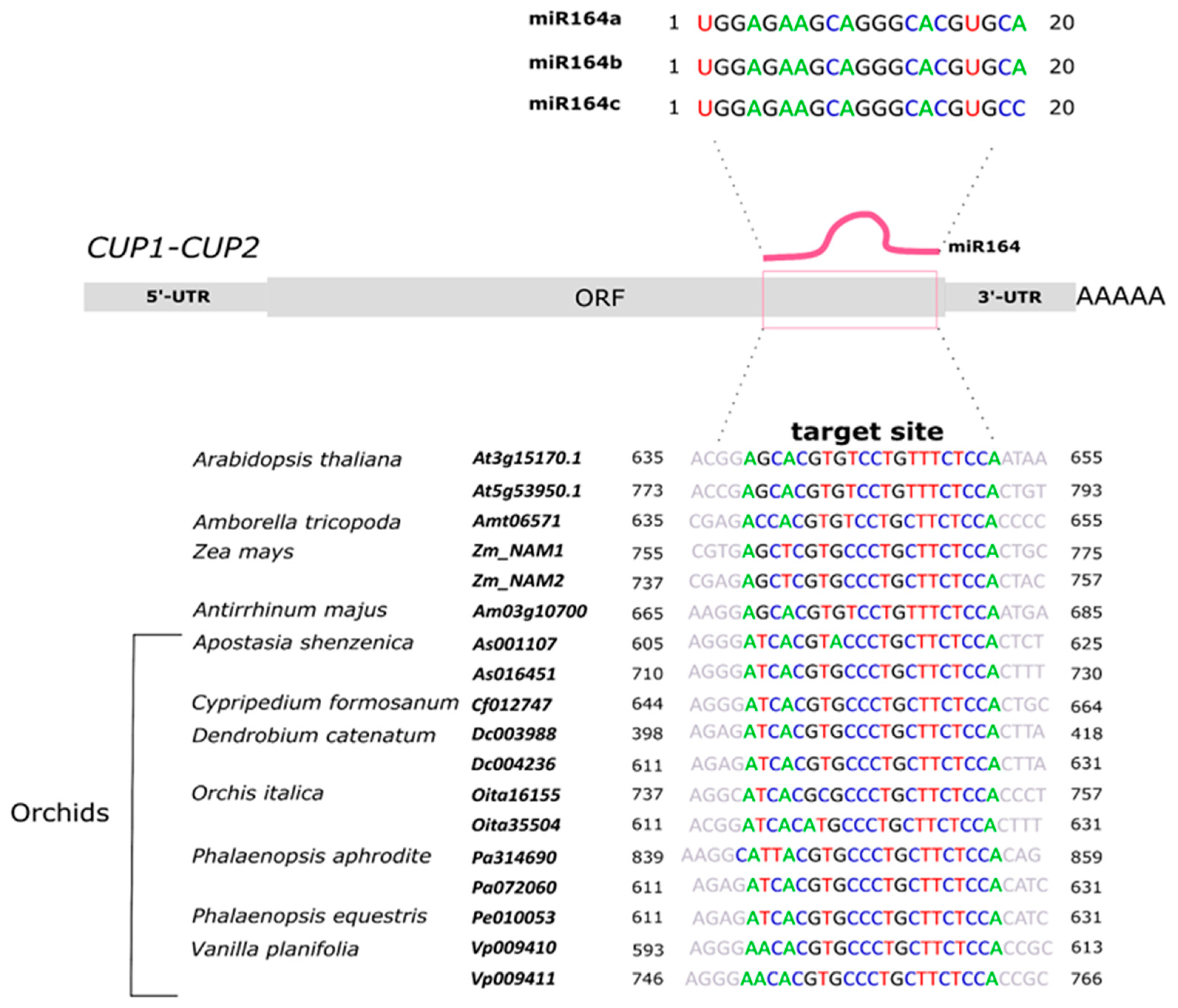 Genes 13 02293 g006 Genes 13 02293 g006