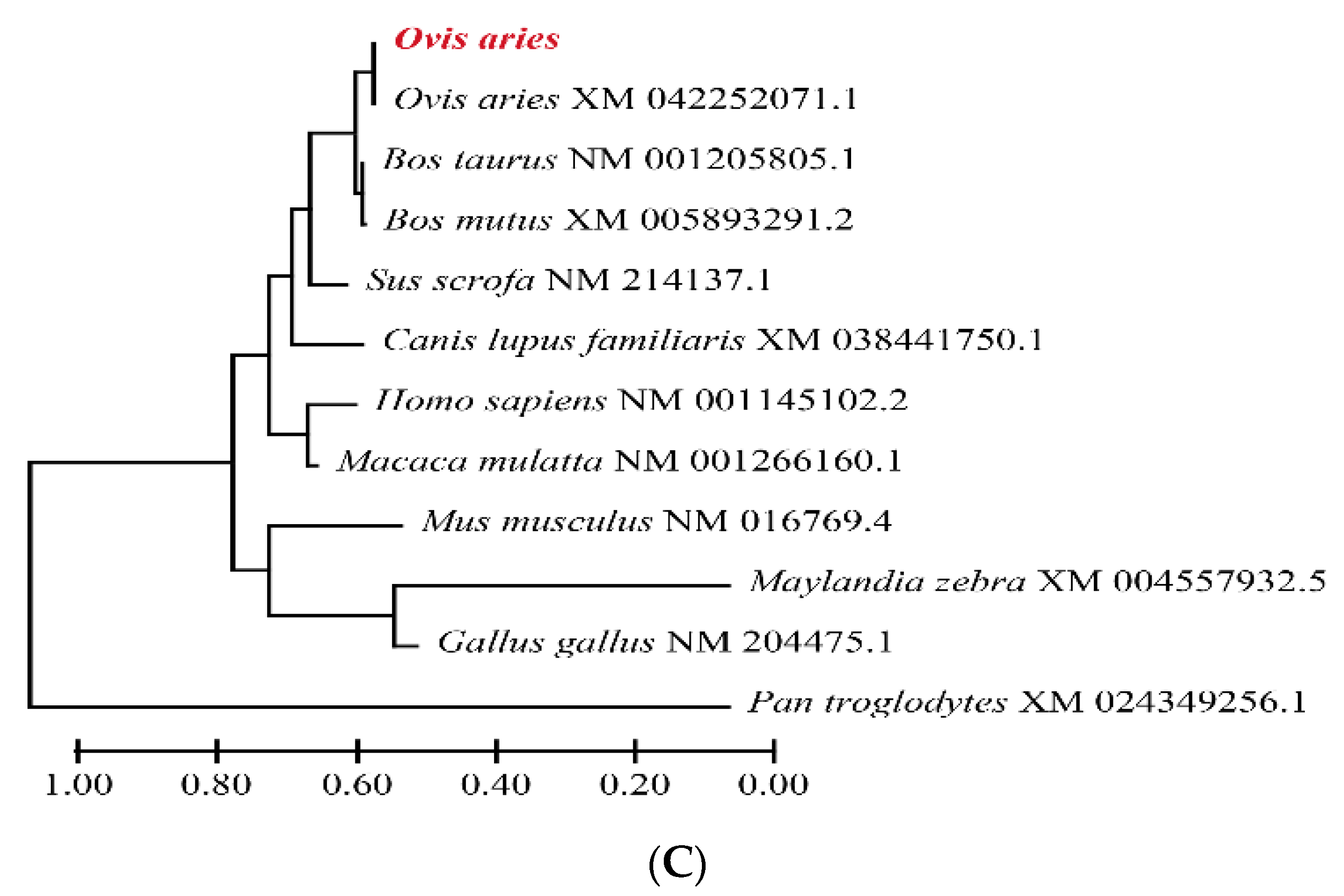 Genes 13 02307 g002b Genes 13 02307 g002b