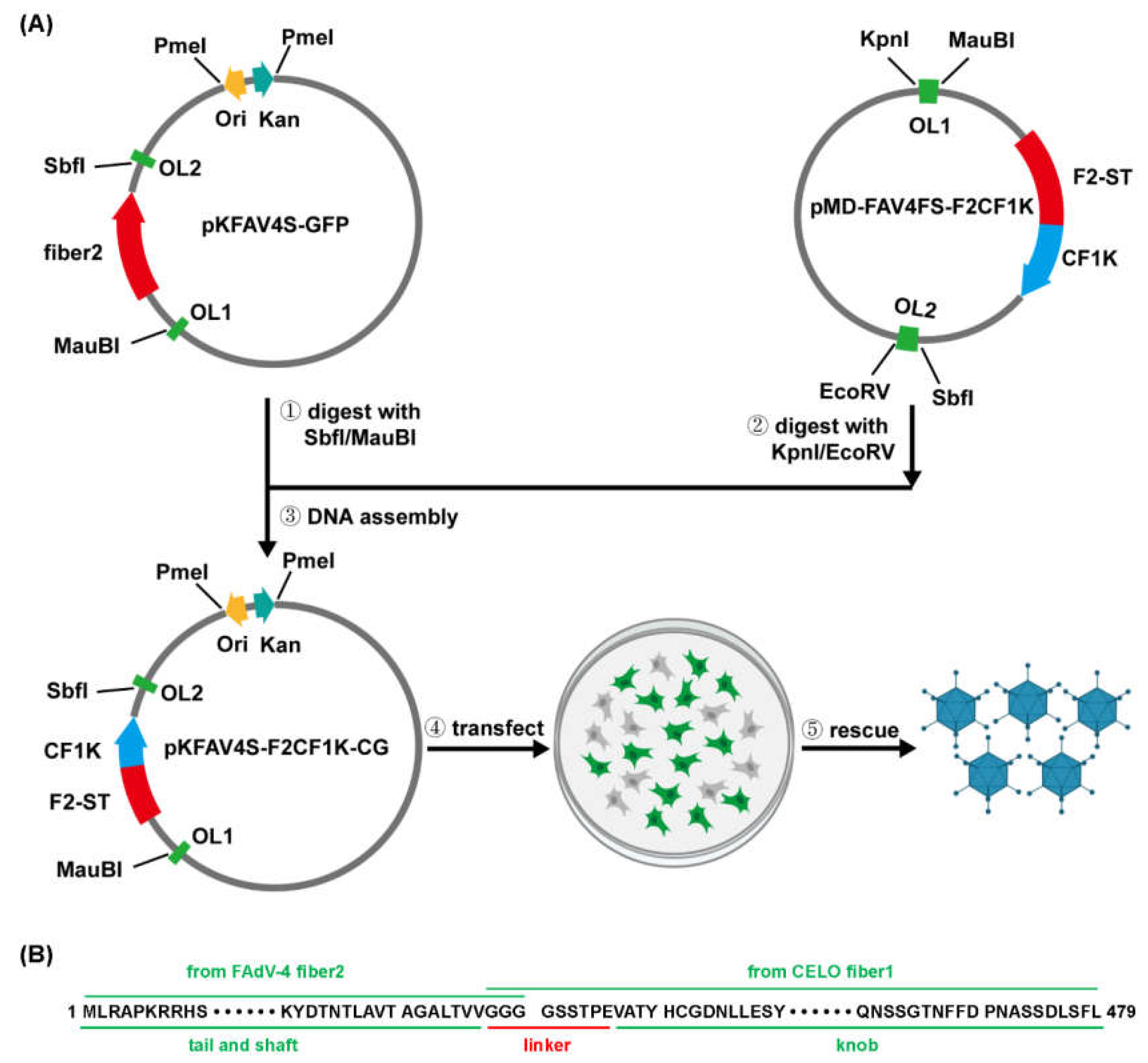 Genes 13 02316 g001 Genes 13 02316 g001