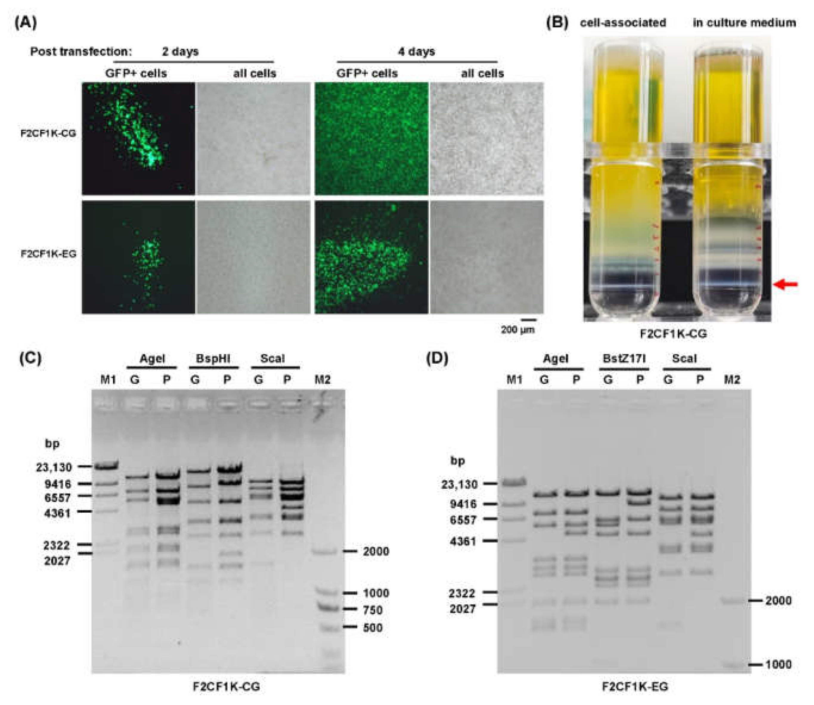 Genes 13 02316 g002 Genes 13 02316 g002