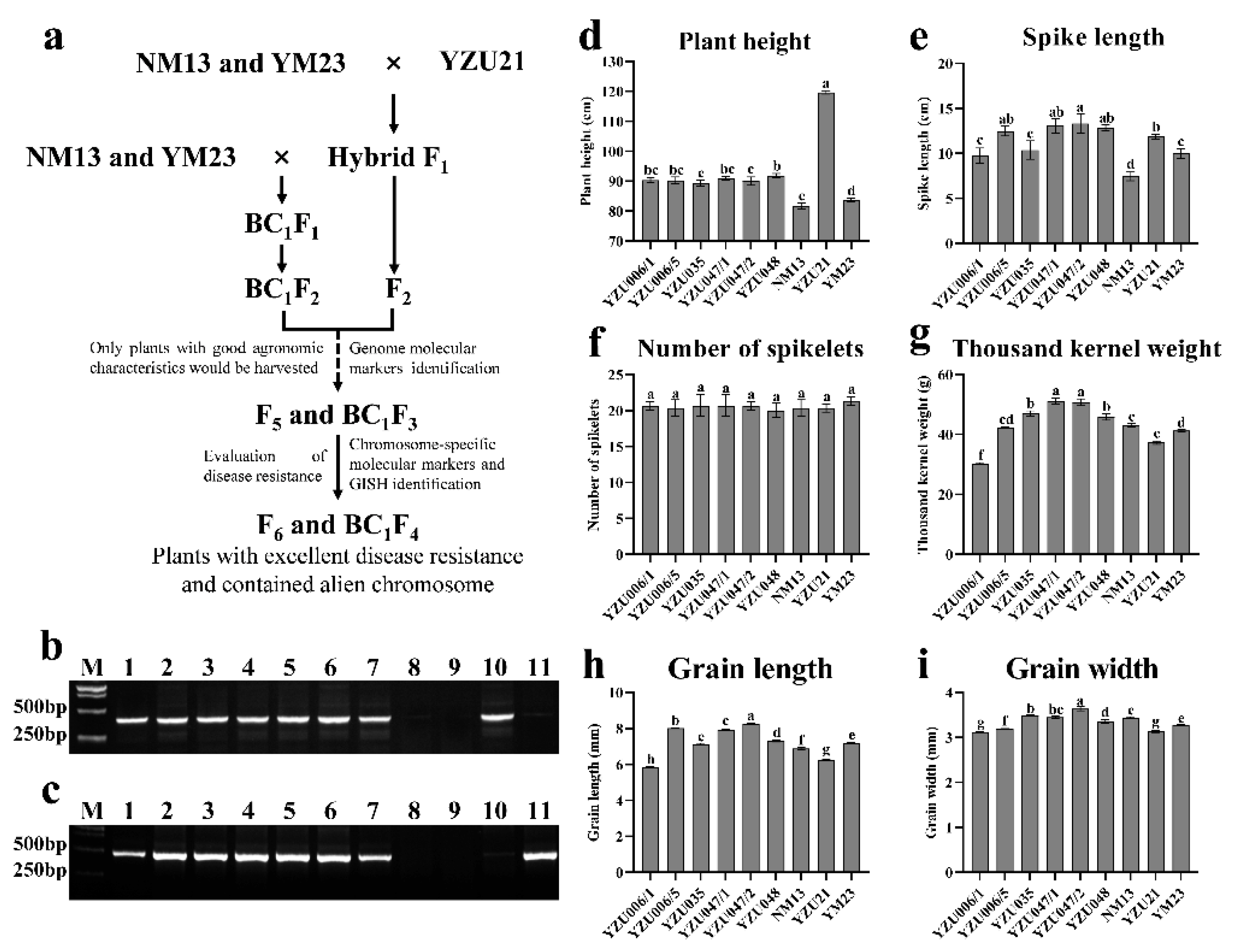 Genes 13 02345 g001 Genes 13 02345 g001