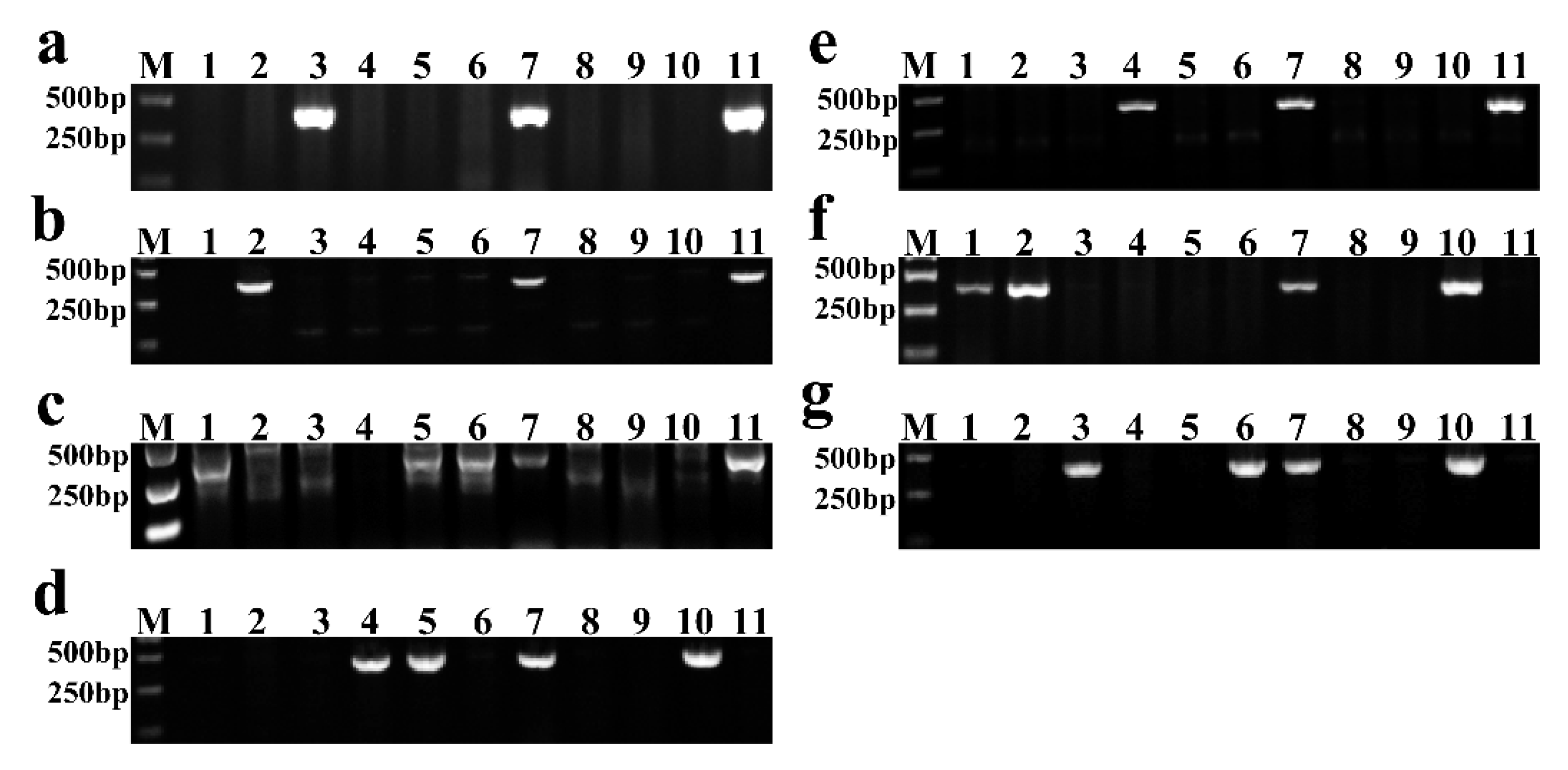 Genes 13 02345 g002 Genes 13 02345 g002