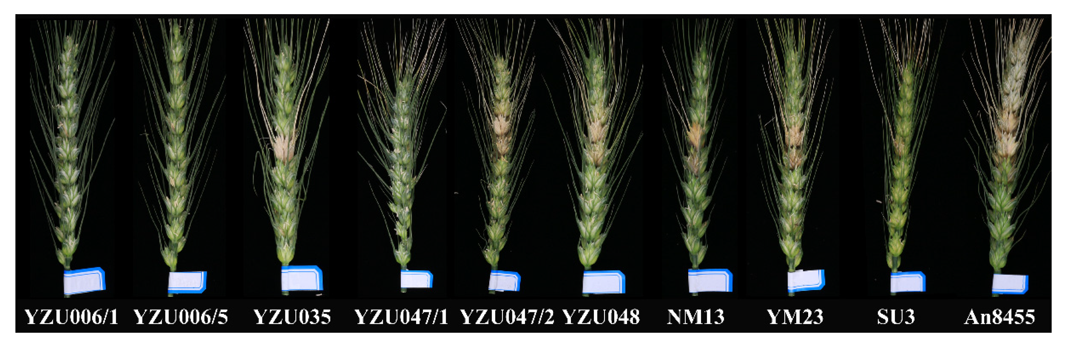 Genes 13 02345 g004 Genes 13 02345 g004