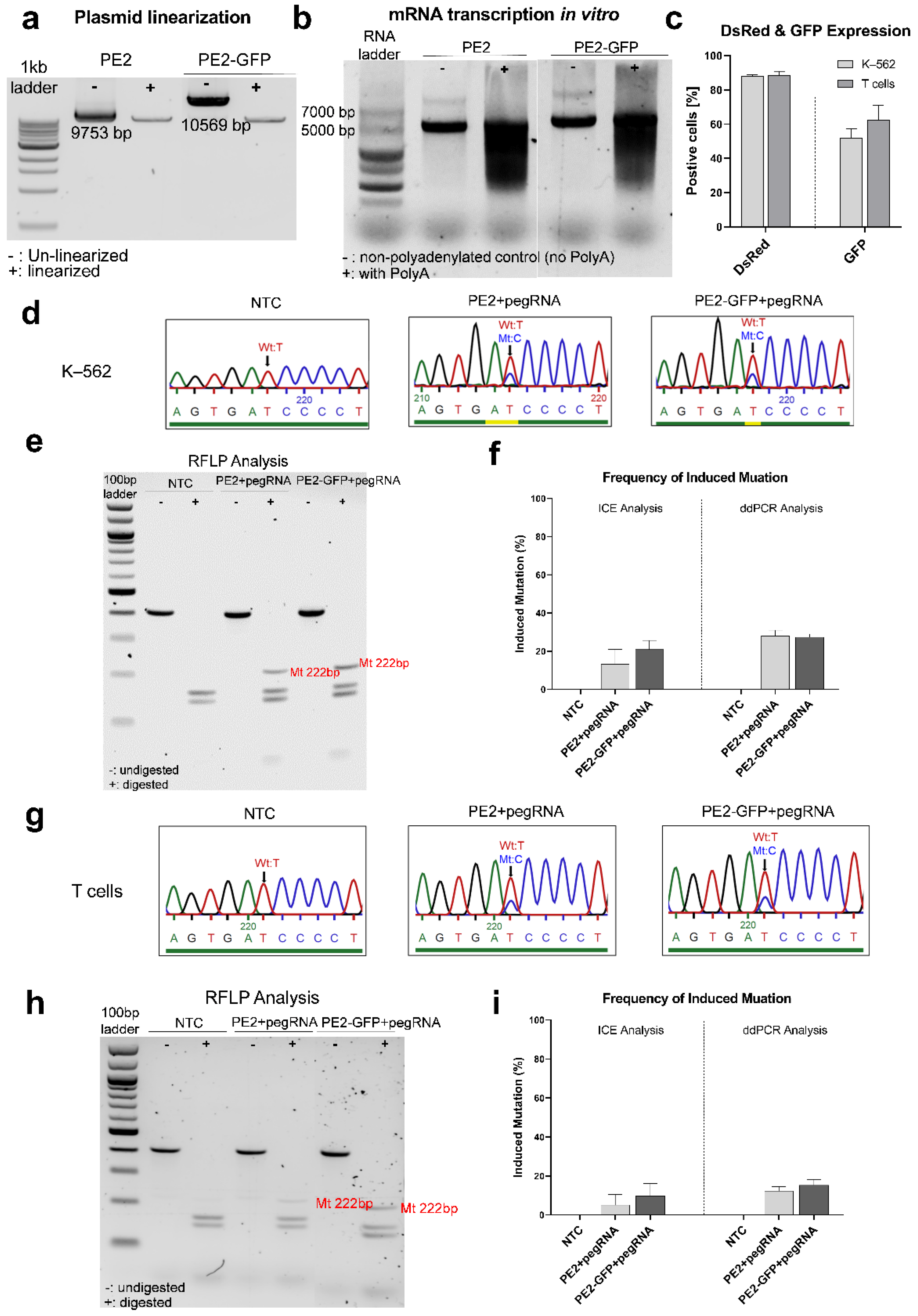 Genes 13 02348 g005 Genes 13 02348 g005