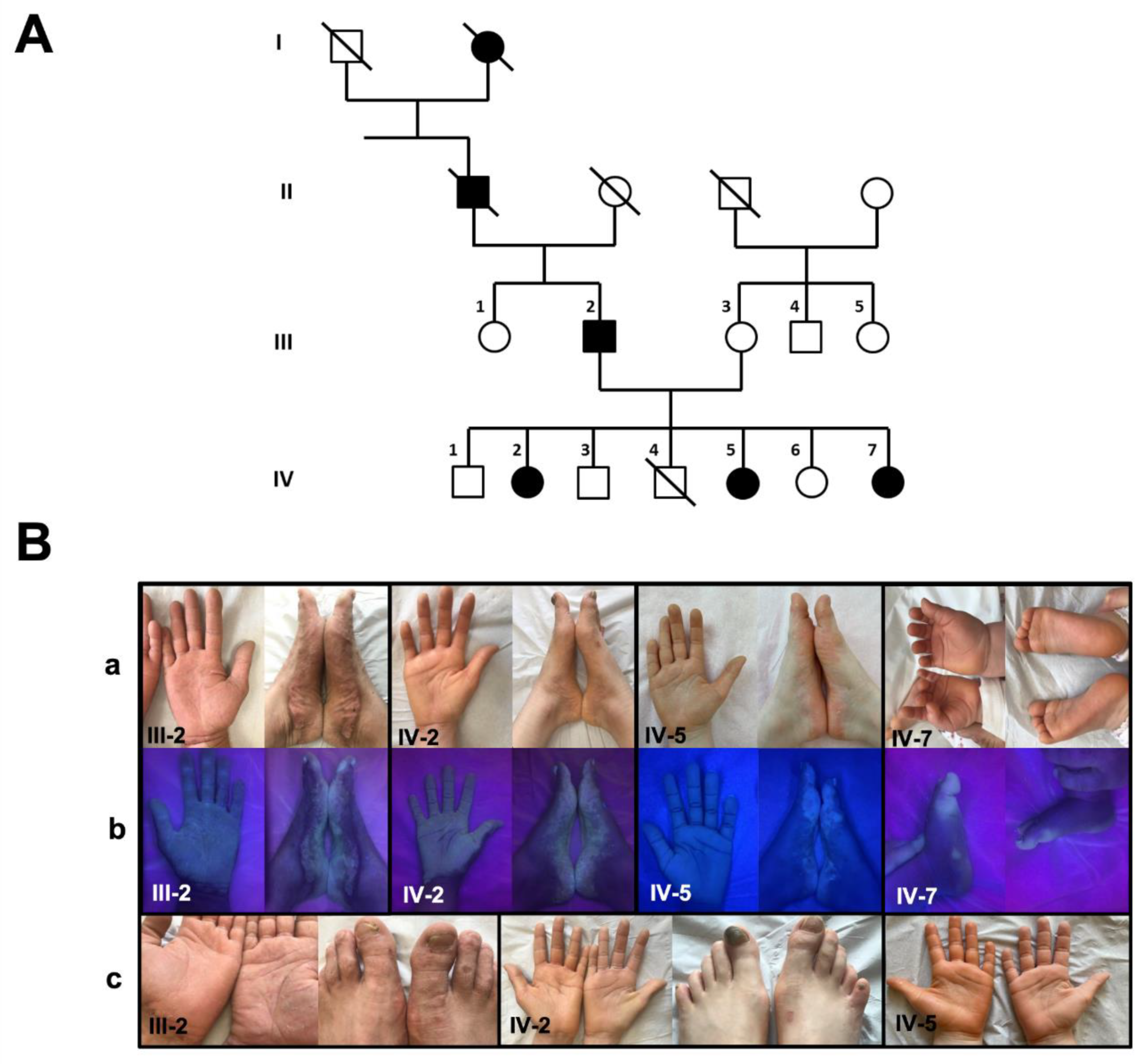 Genes 13 02360 g001 Genes 13 02360 g001