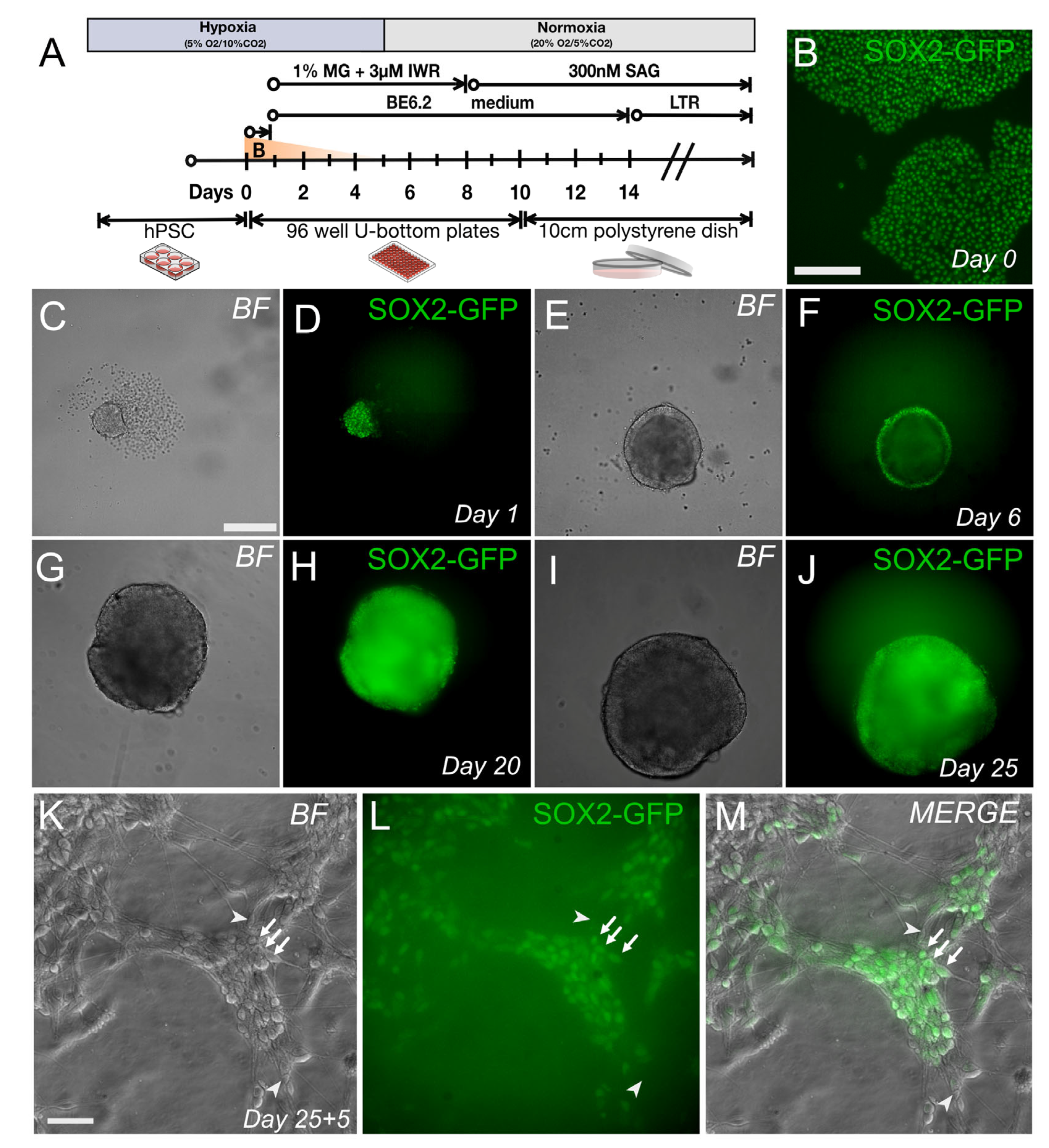 Genes 13 02363 g004 Genes 13 02363 g004