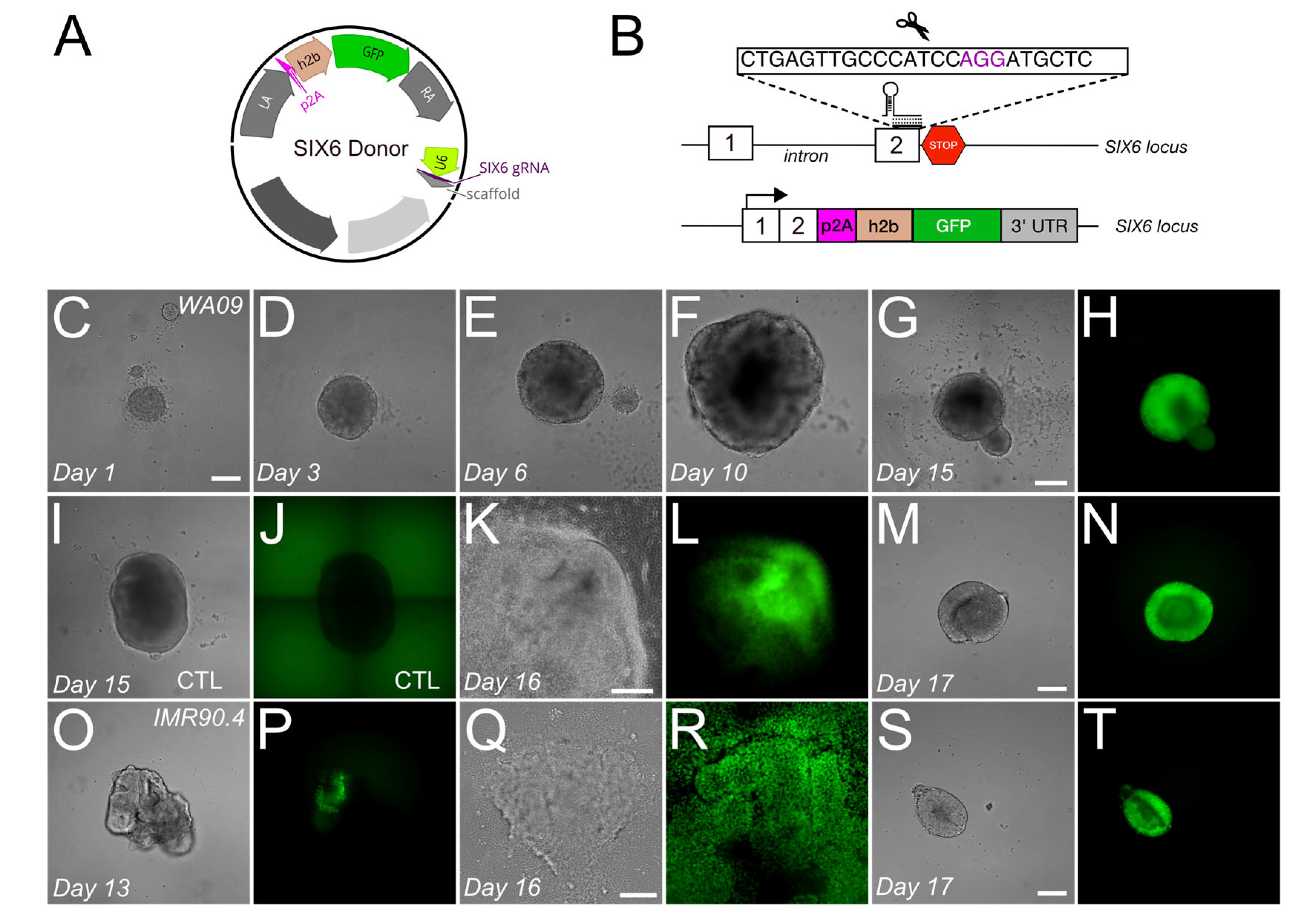 Genes 13 02363 g005 Genes 13 02363 g005