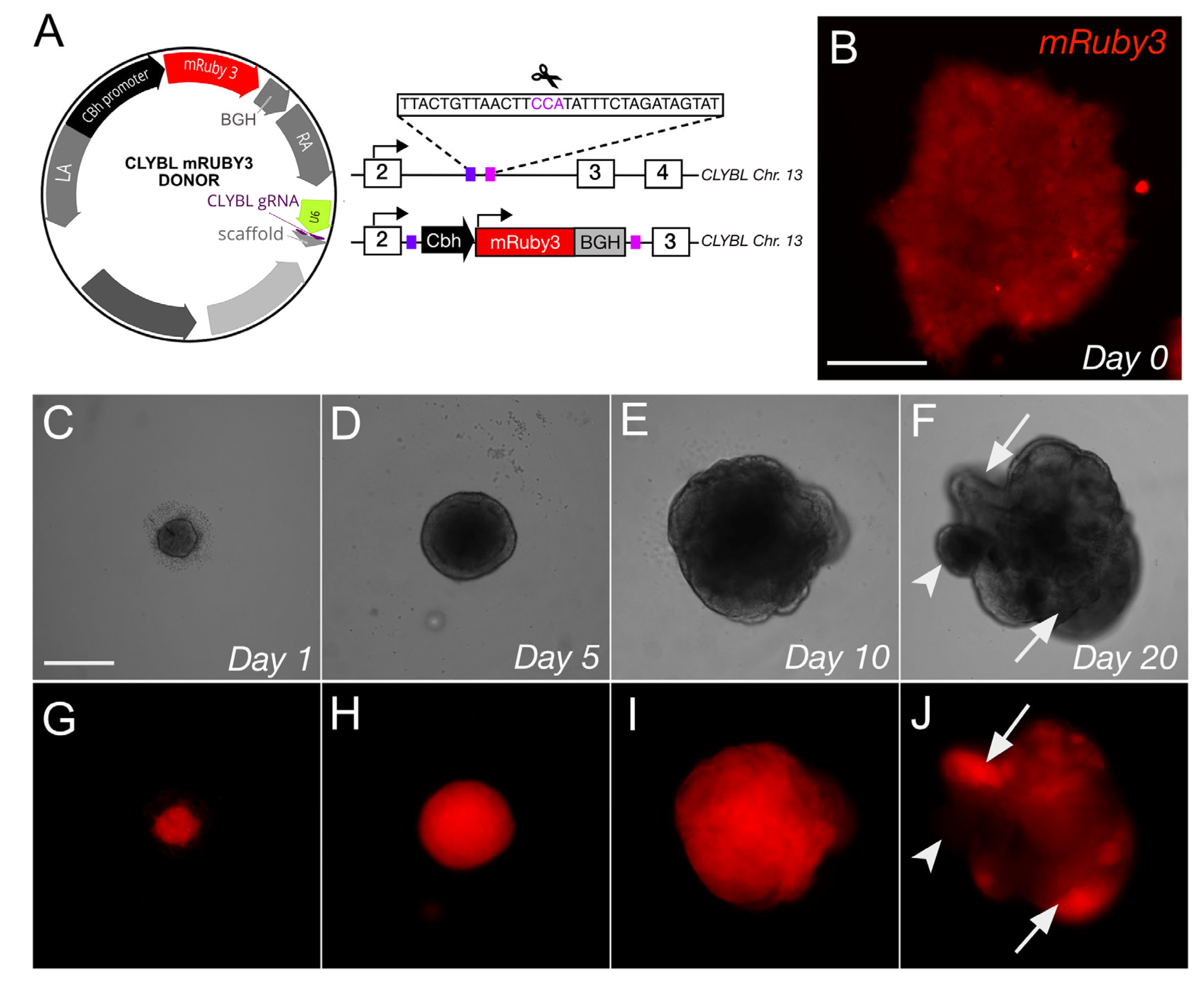 Genes 13 02363 g006 Genes 13 02363 g006