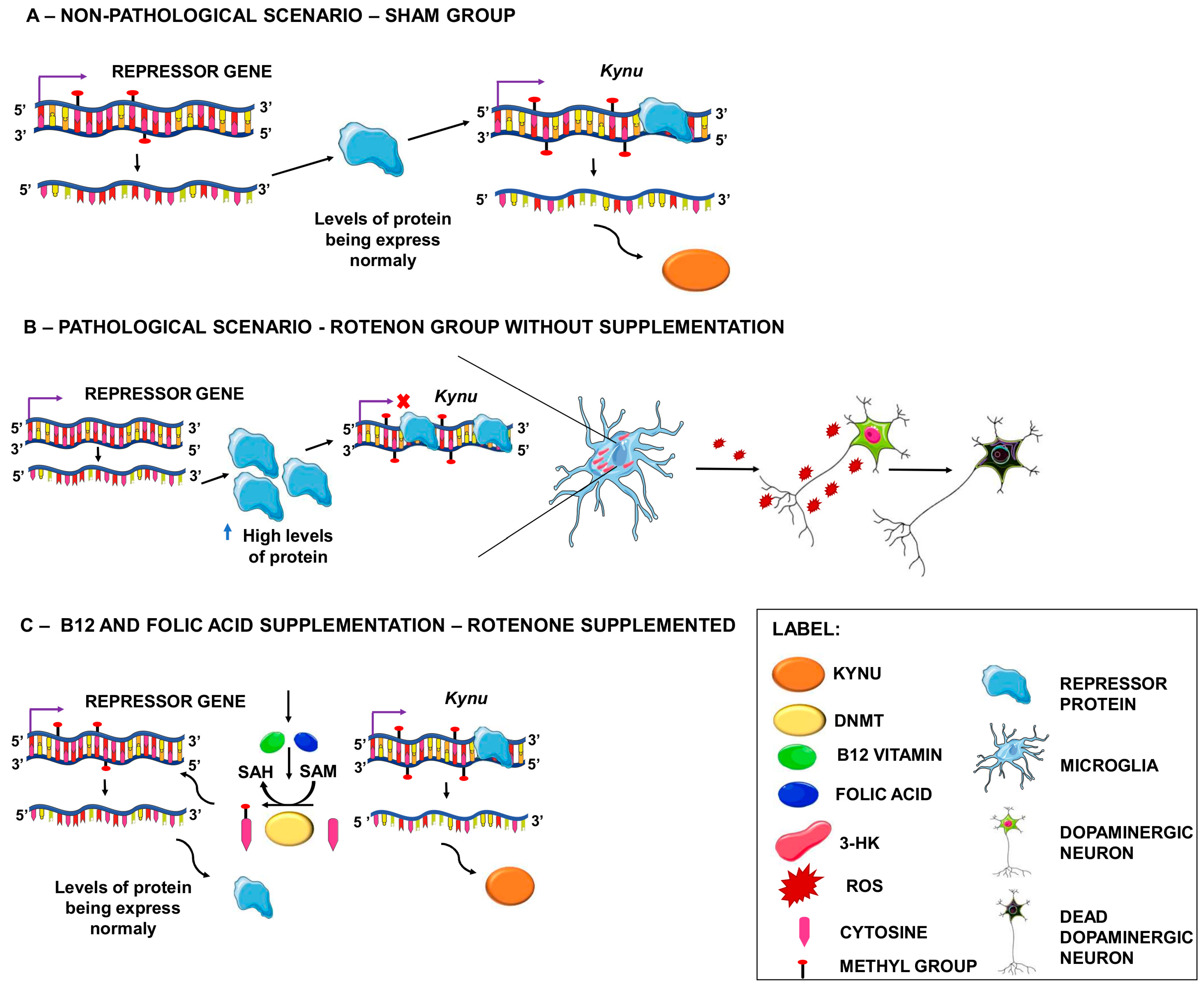 Genes 13 02397 g004 Genes 13 02397 g004