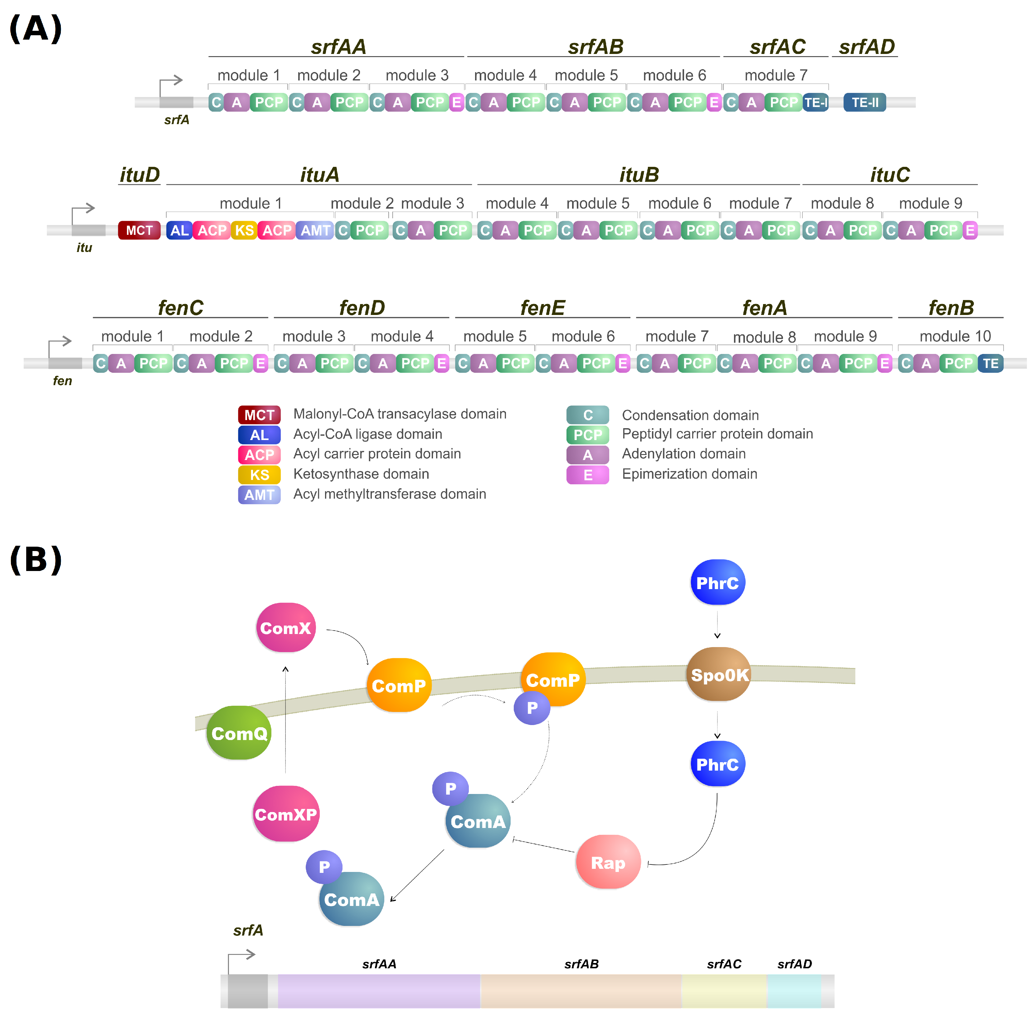 Genes 14 00076 g001
