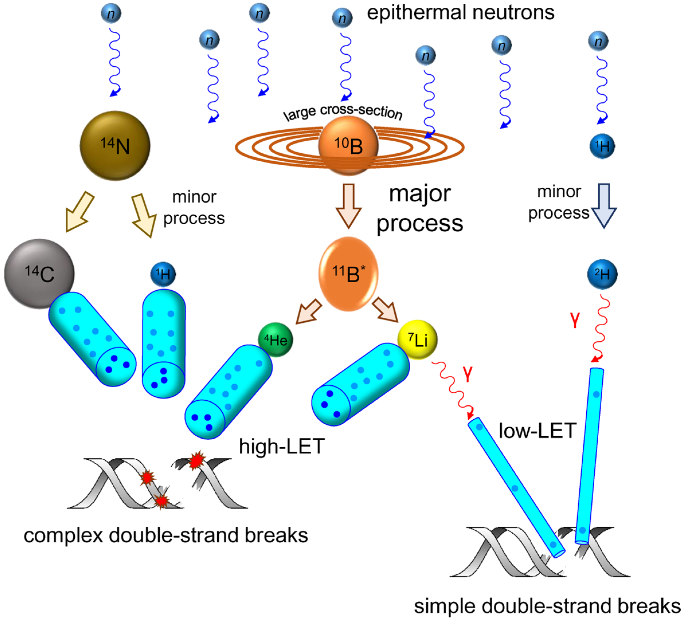 Genes 14 00127 g001 Genes 14 00127 g001