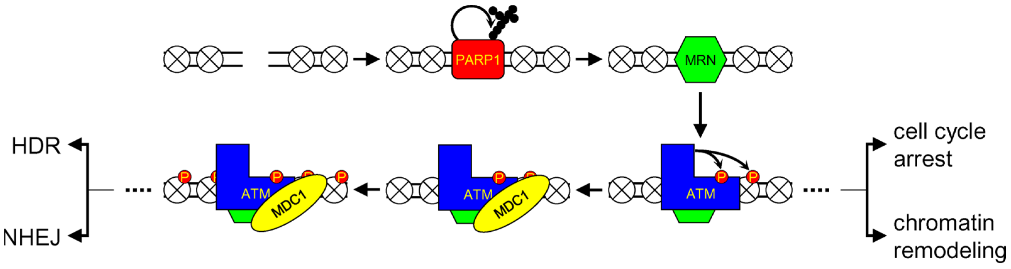 Genes 14 00127 g003 Genes 14 00127 g003