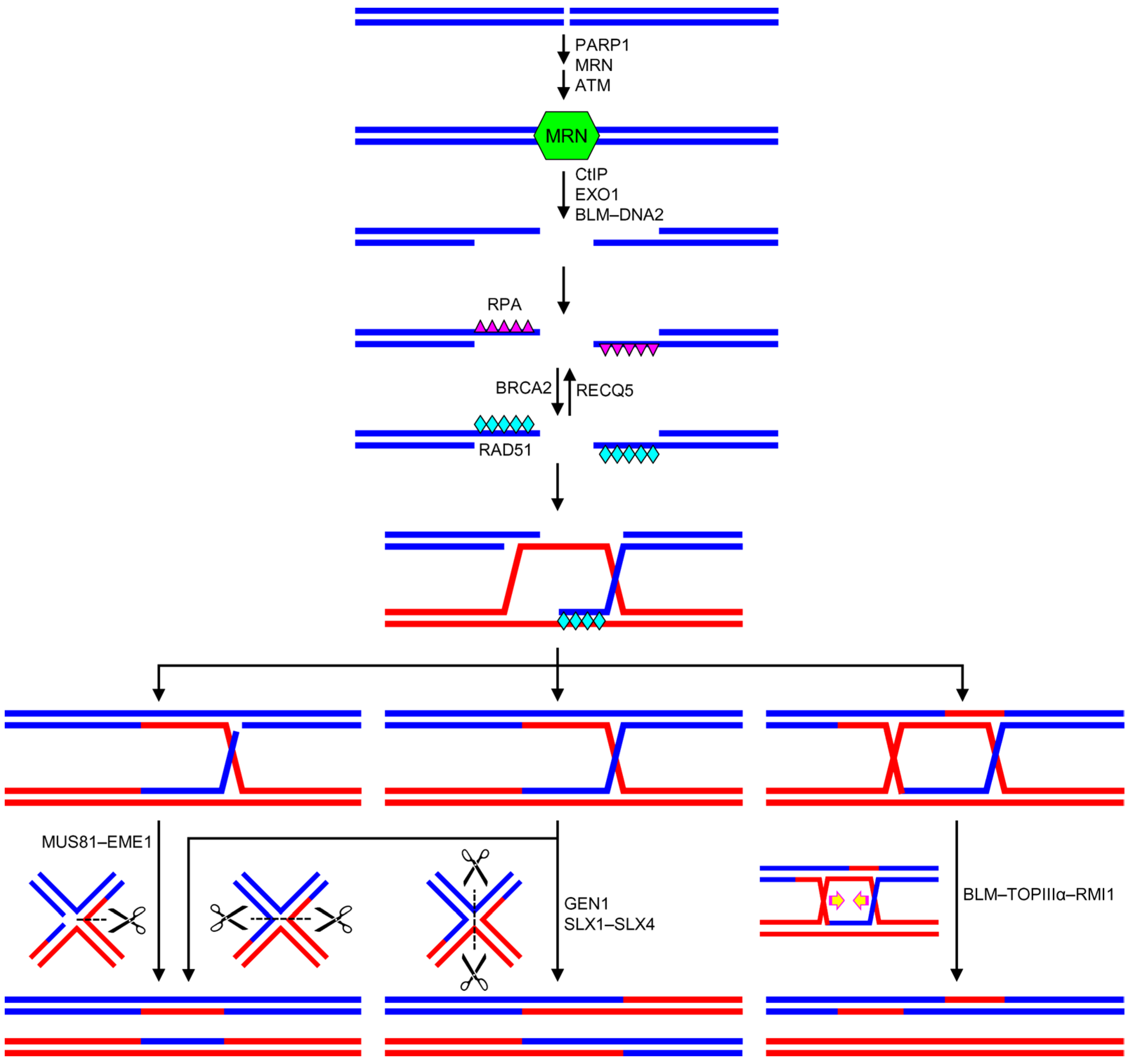Genes 14 00127 g004 Genes 14 00127 g004