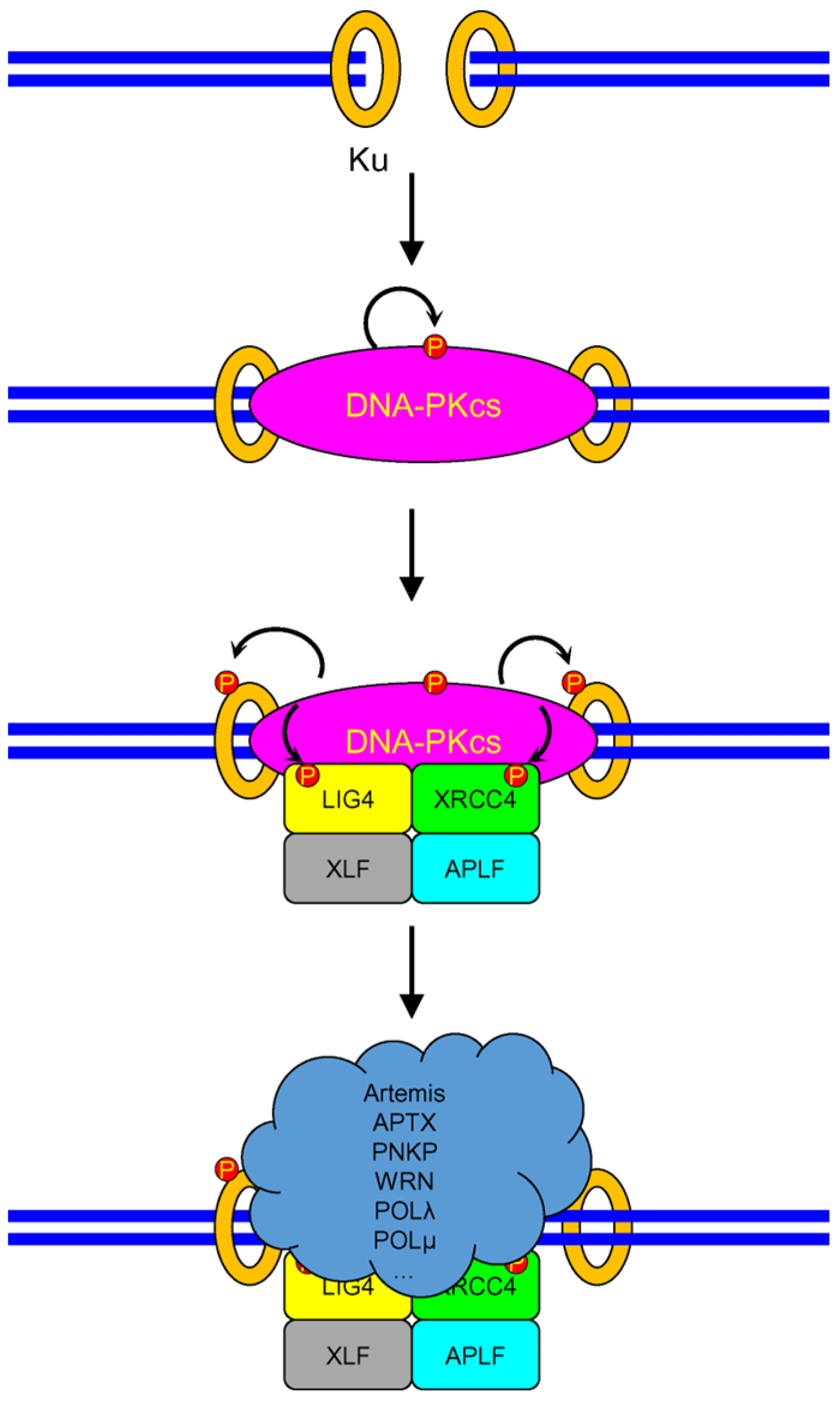 Genes 14 00127 g005 Genes 14 00127 g005