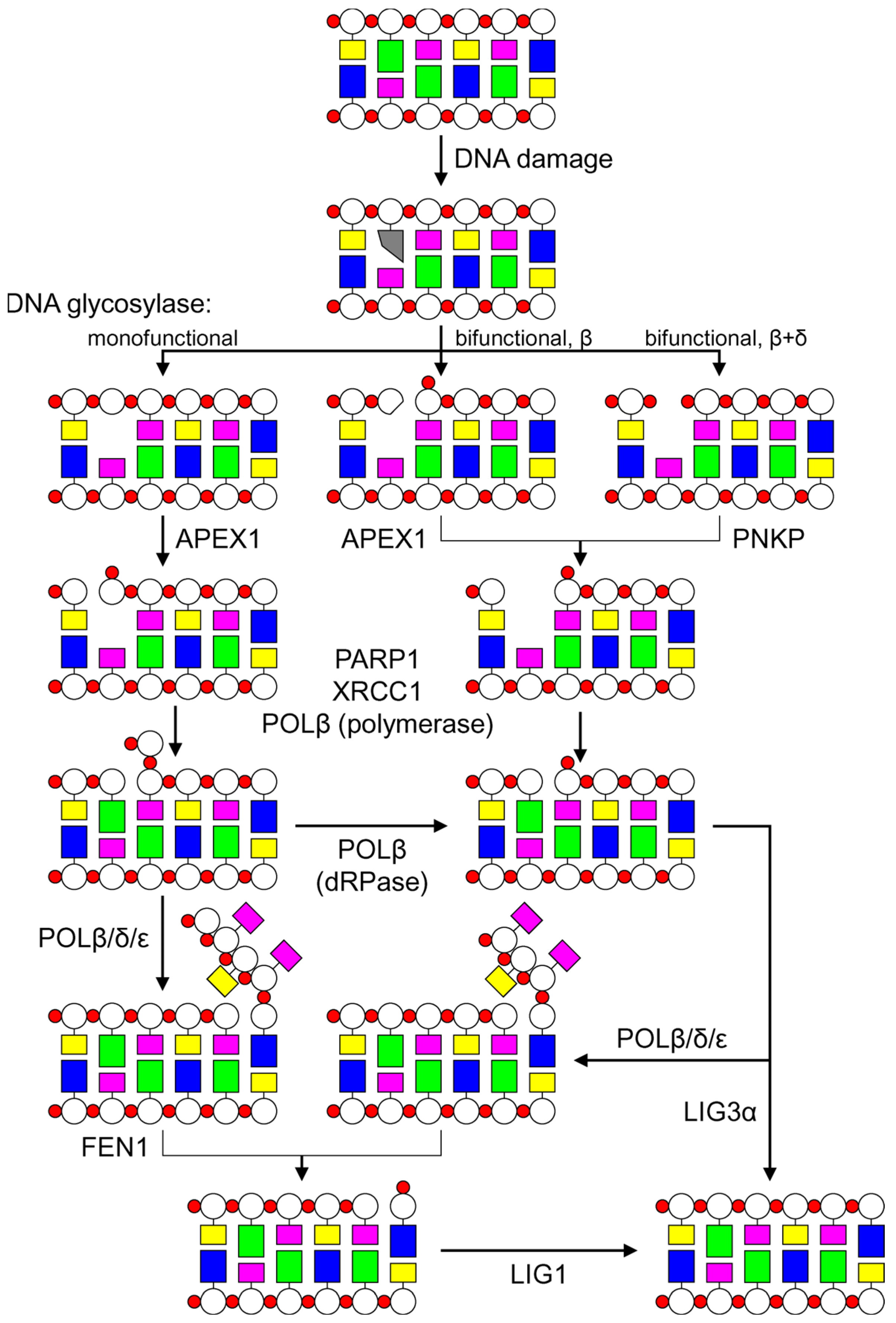 Genes 14 00127 g006 Genes 14 00127 g006