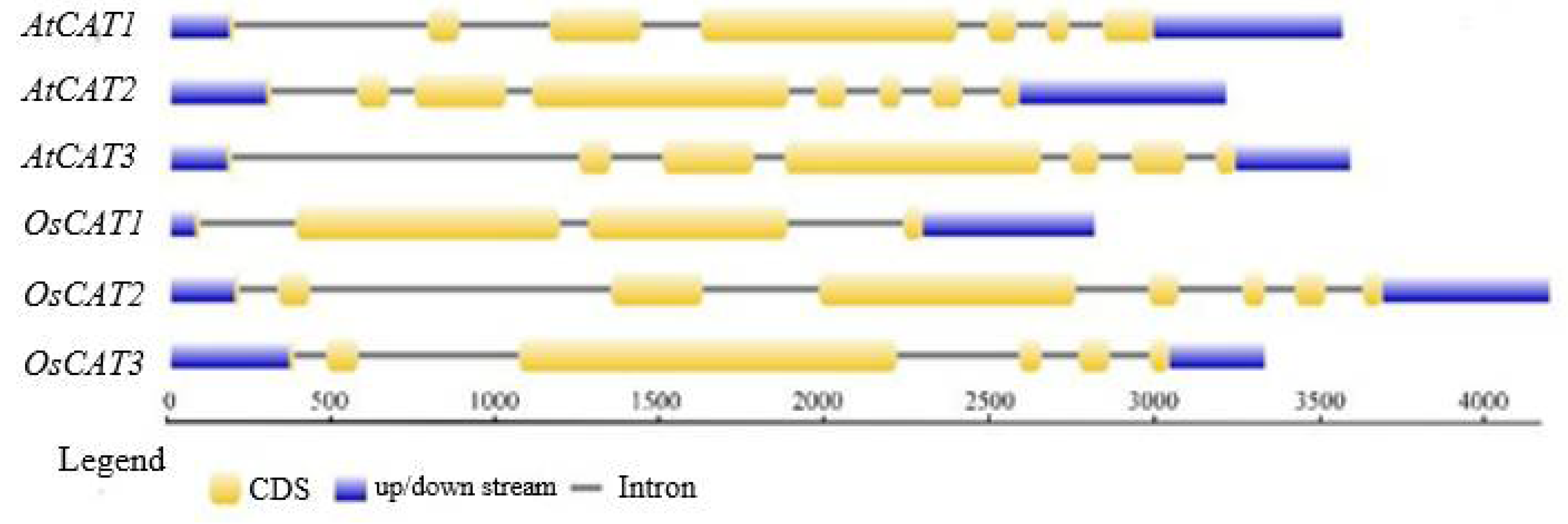 Genes 14 00138 g001 Genes 14 00138 g001