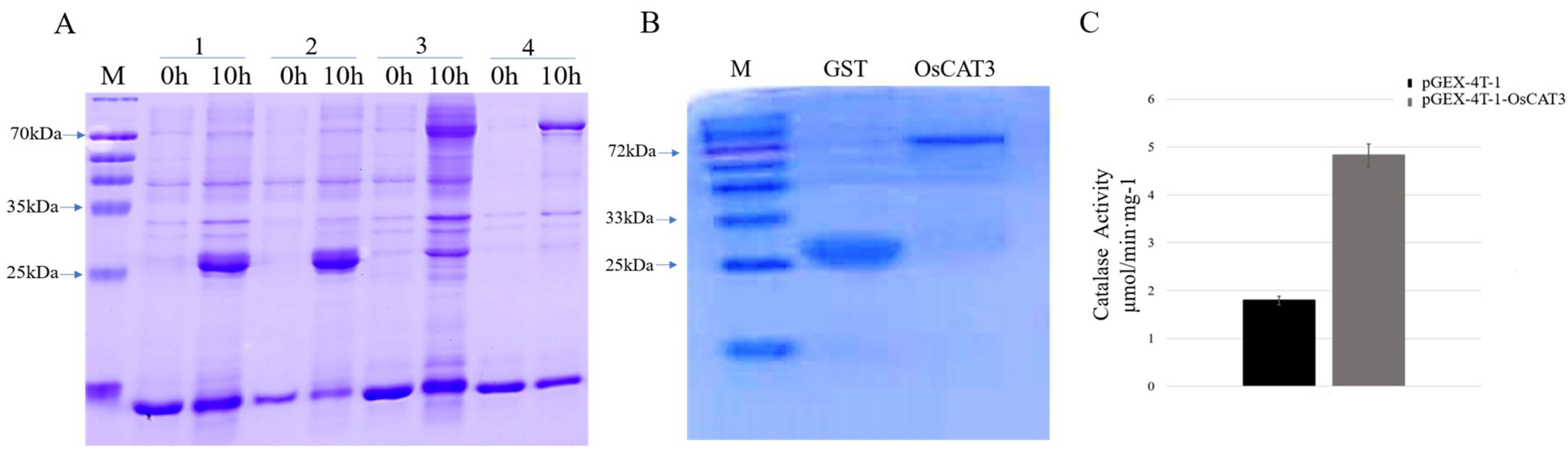 Genes 14 00138 g005 Genes 14 00138 g005