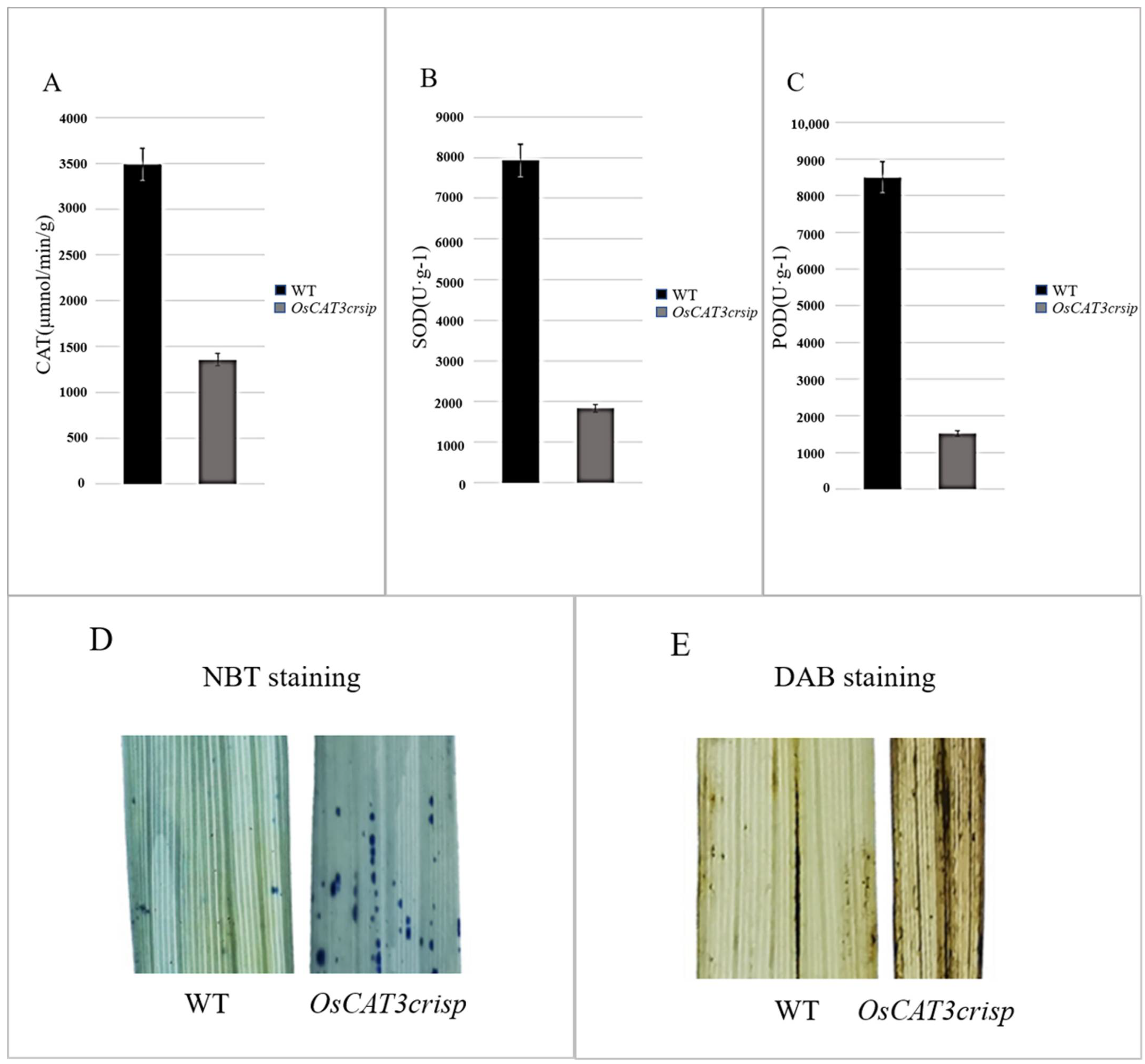 Genes 14 00138 g007 Genes 14 00138 g007