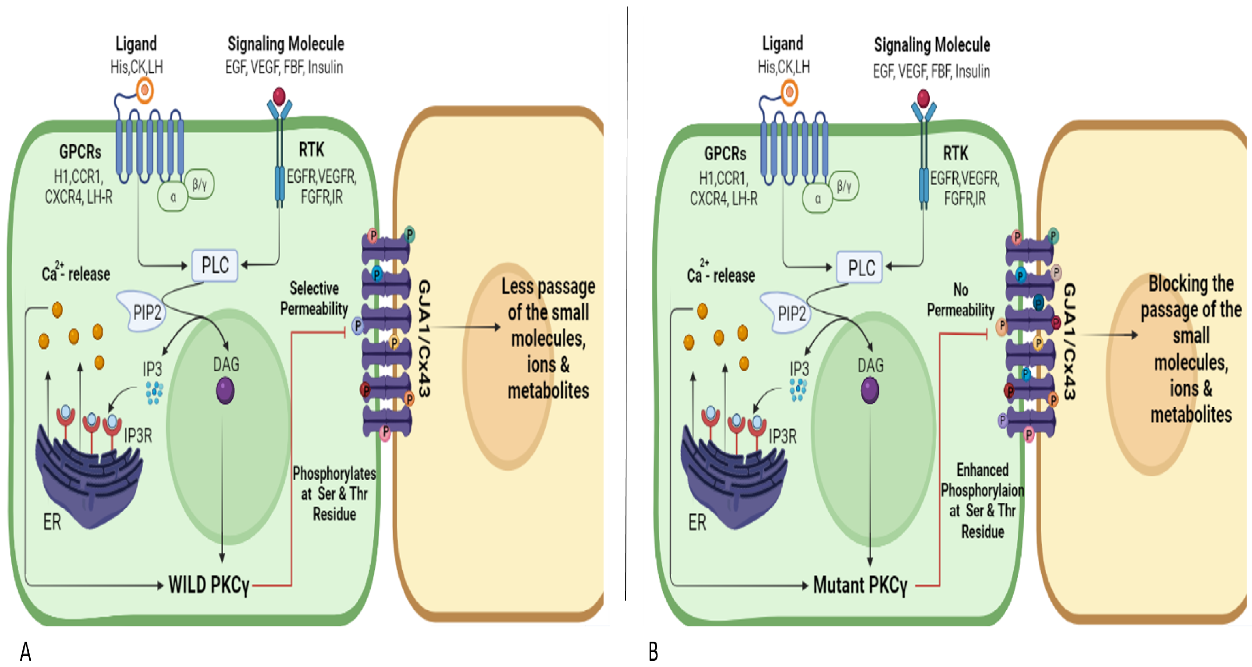 Genes 14 00236 g004