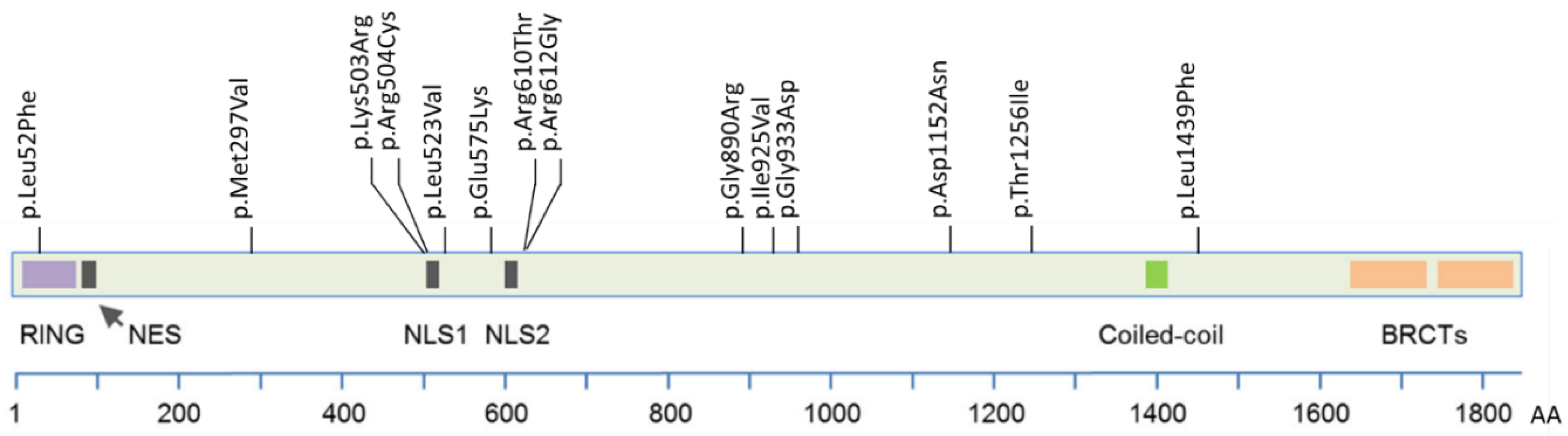 Genes 14 00262 g001