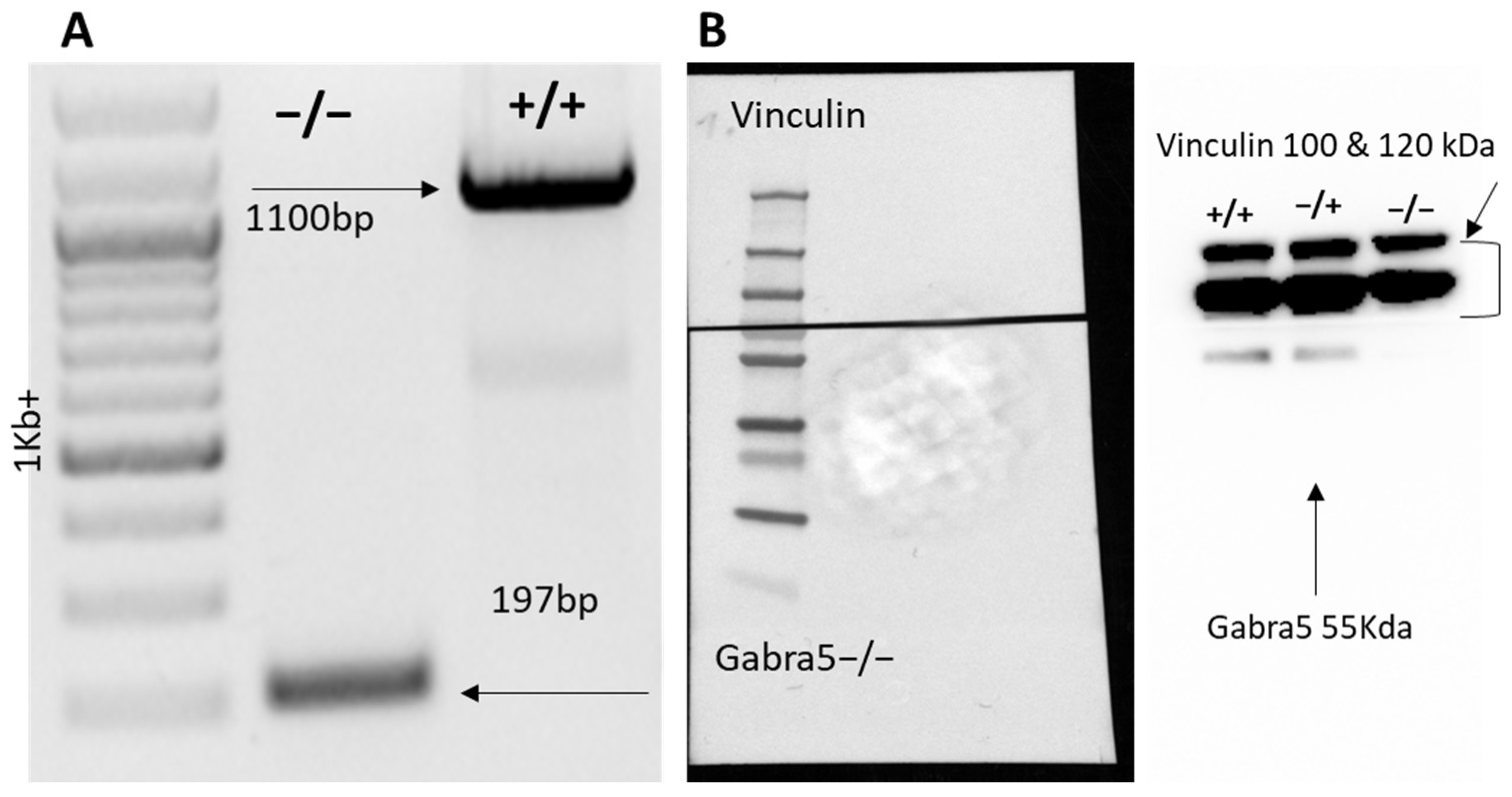 Genes 14 00285 g001 Genes 14 00285 g001