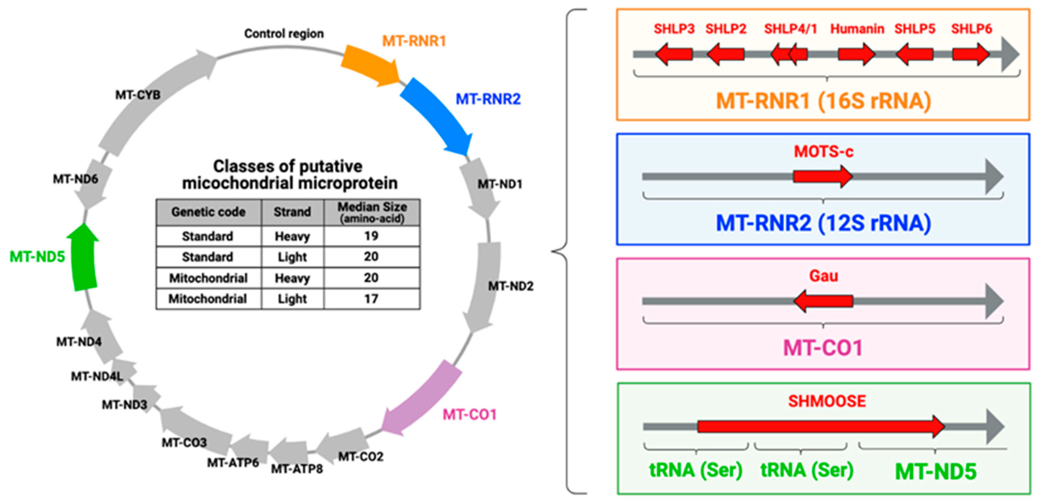 Genes 14 00286 g002 Genes 14 00286 g002