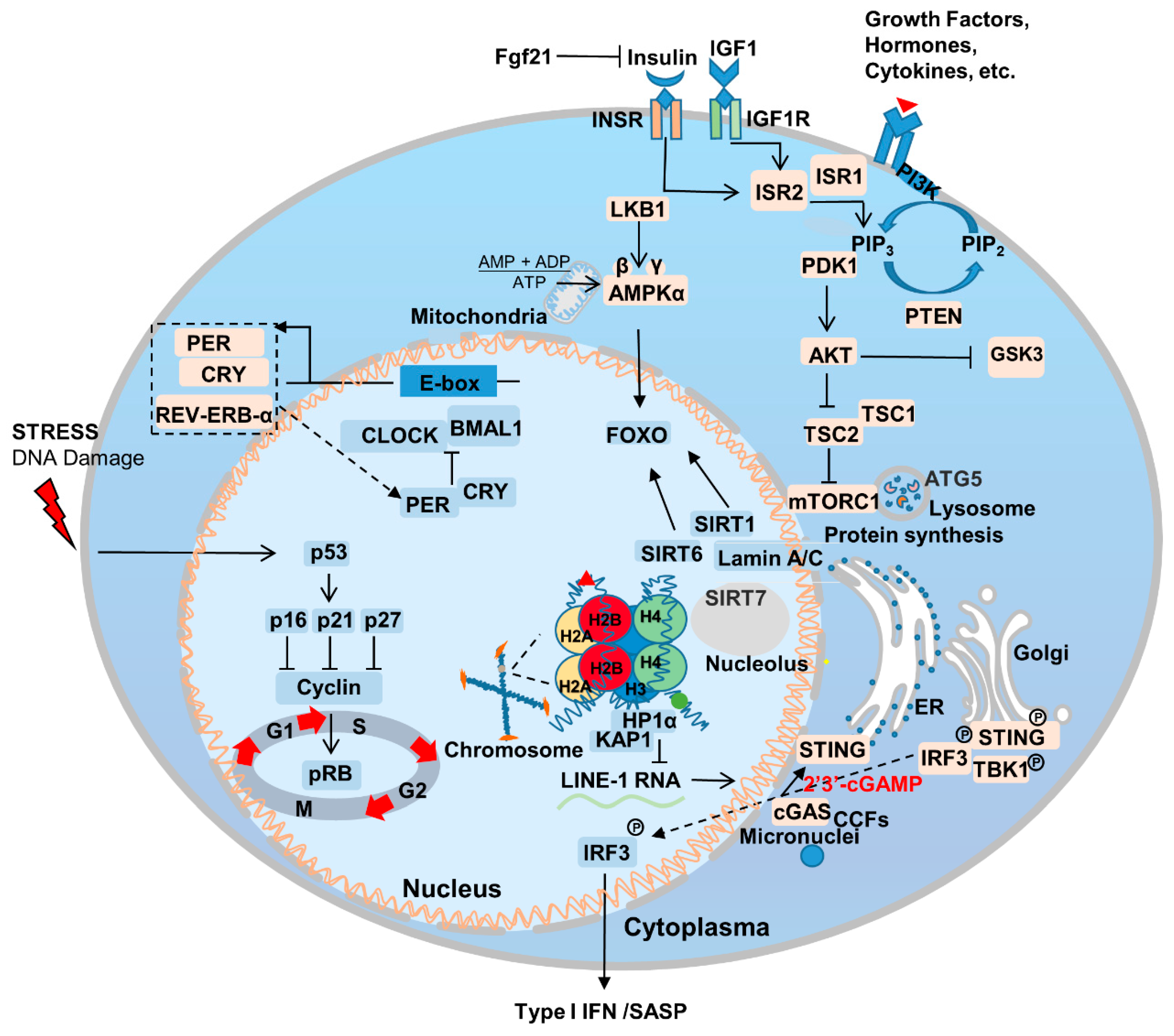 Genes 14 00329 g001