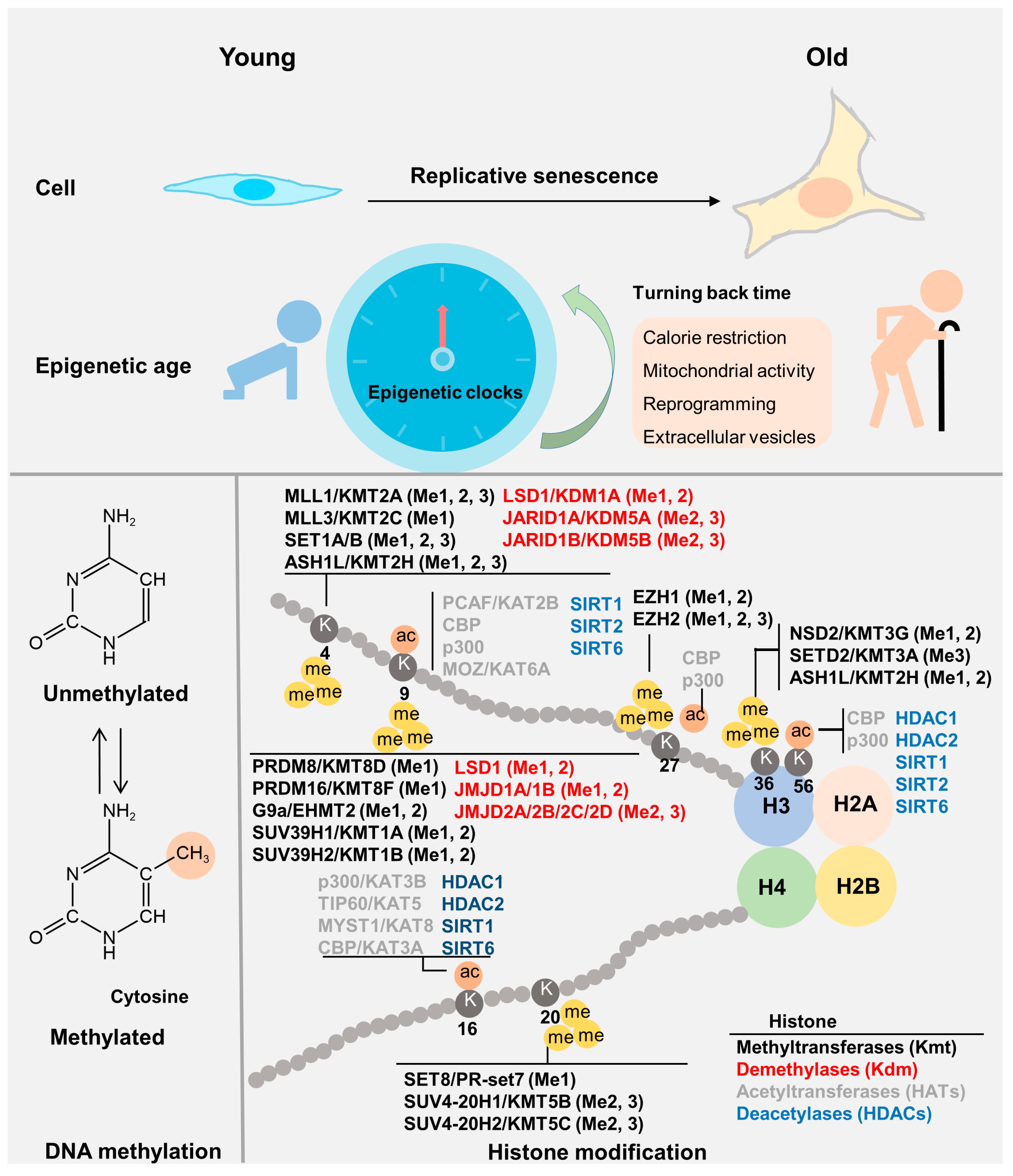 Genes 14 00329 g002
