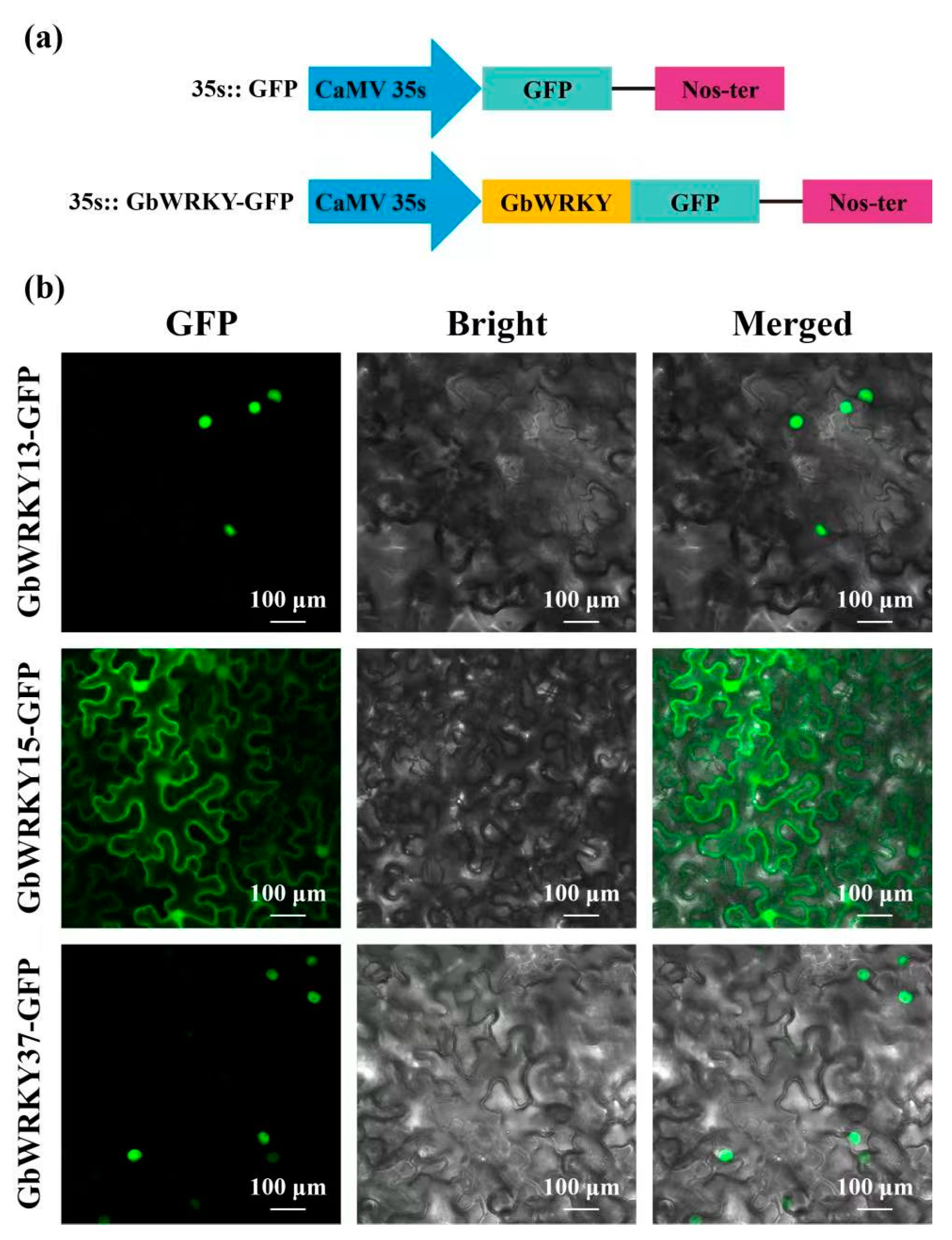 Genes 14 00343 g010 Genes 14 00343 g010