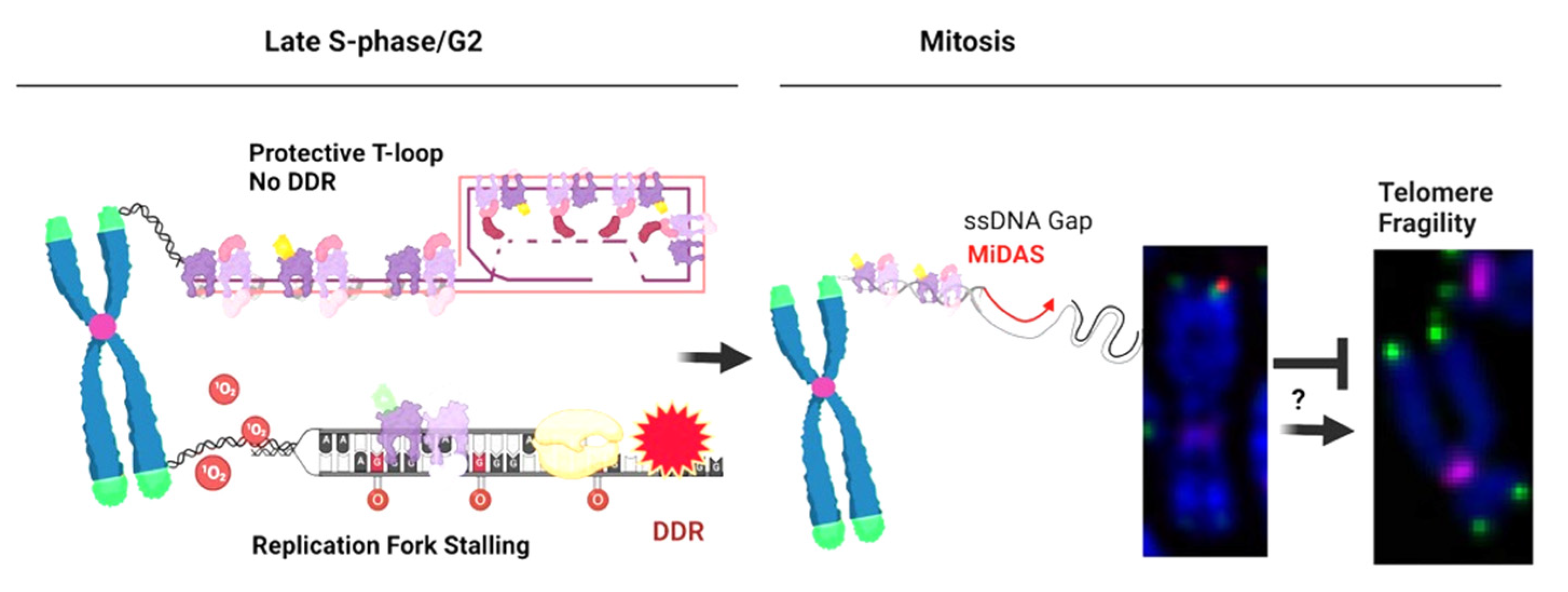 Genes 14 00348 g003 Genes 14 00348 g003