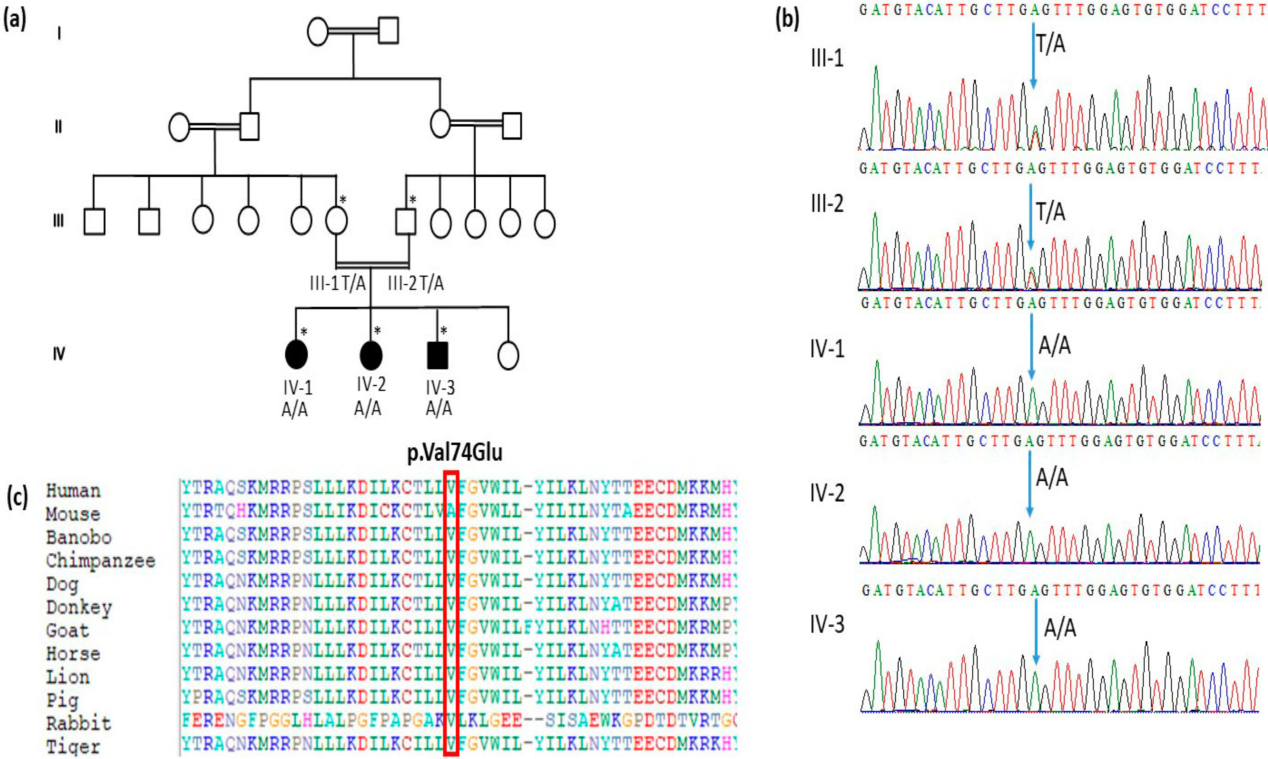 Genes 14 00354 g001