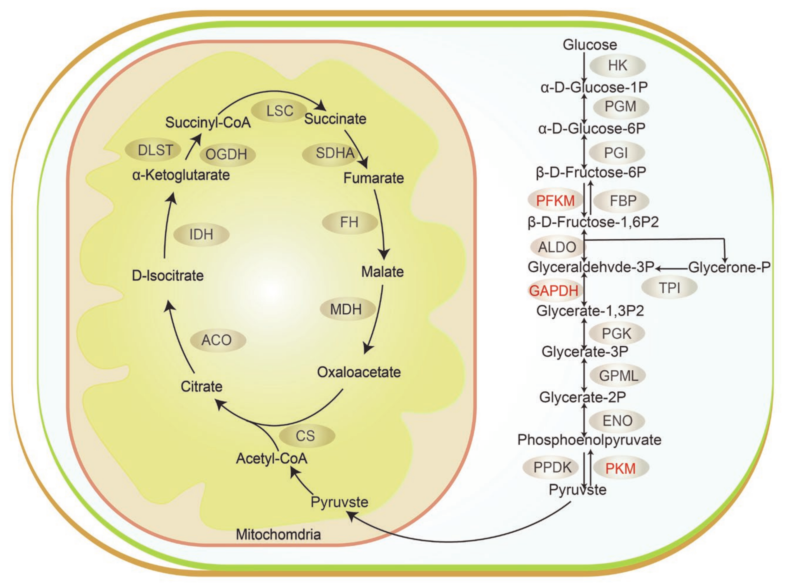 Genes 14 00361 g006 Genes 14 00361 g006