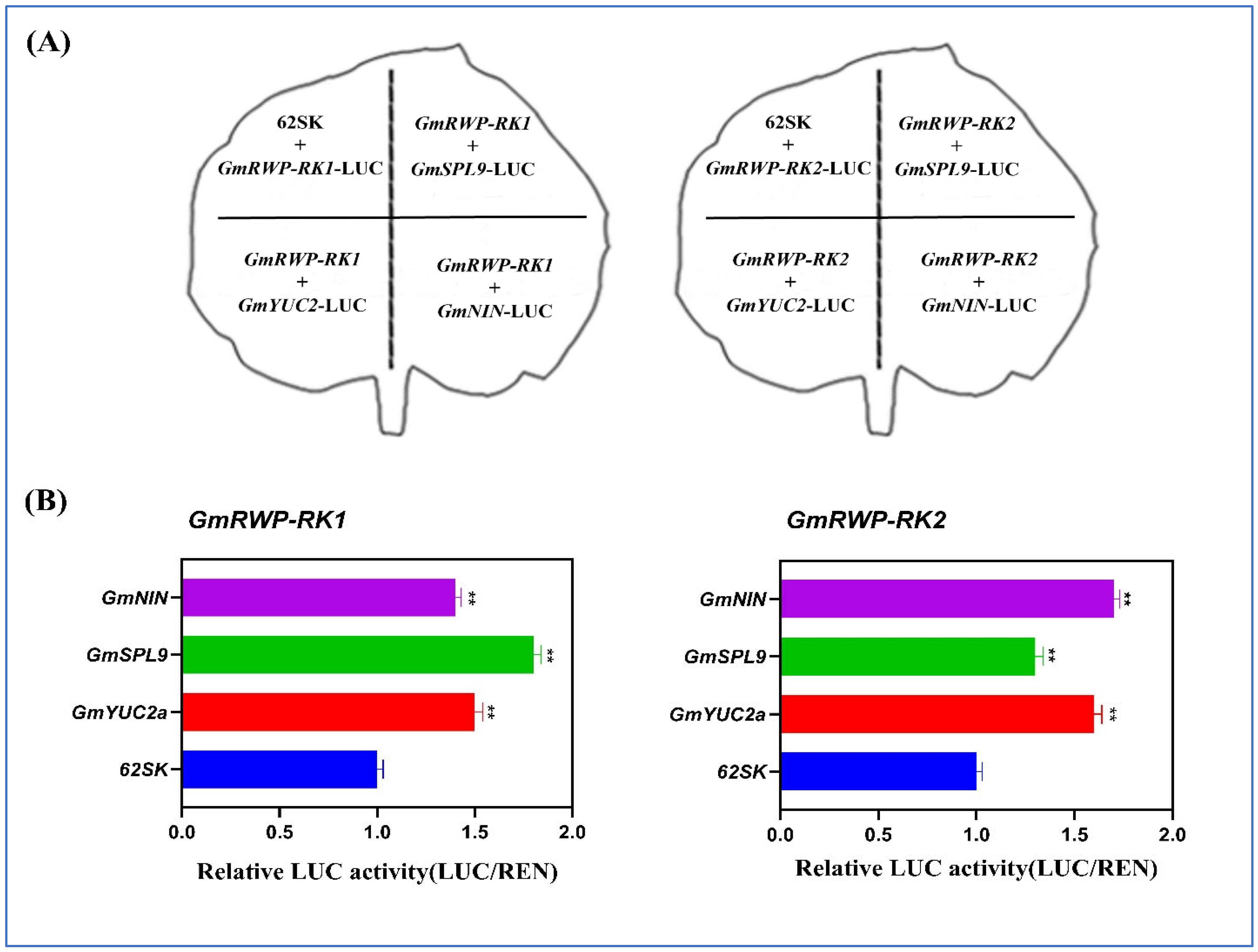 Genes 14 00369 g012 Genes 14 00369 g012