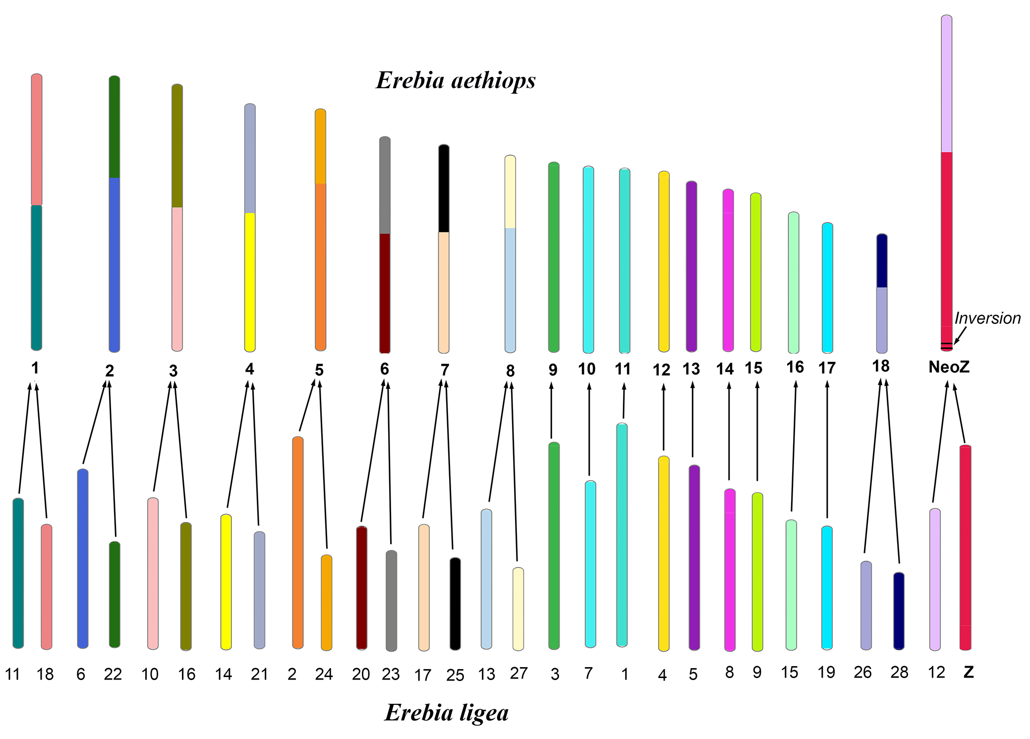 Genes 14 00437 g005 Genes 14 00437 g005