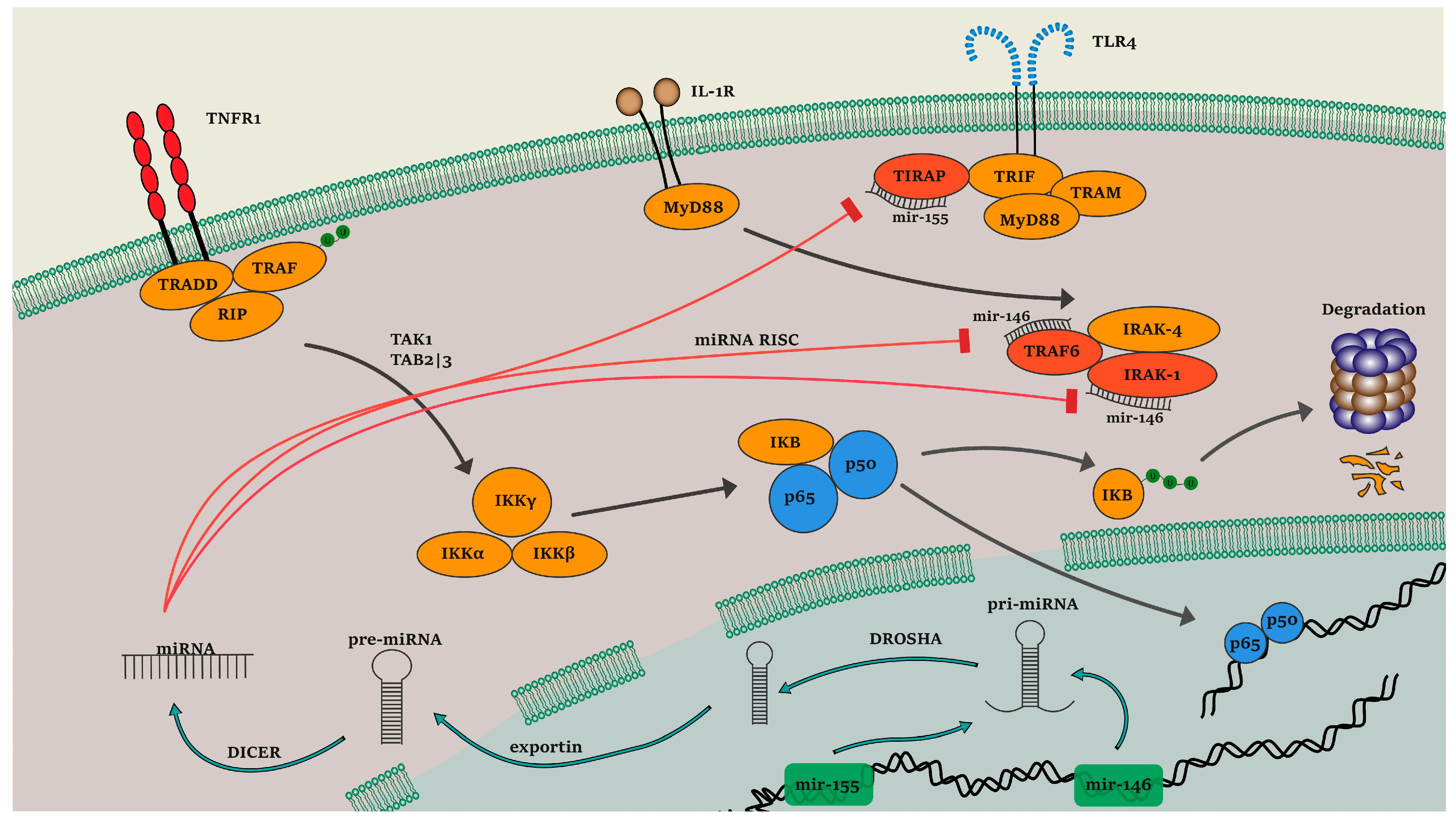 Genes 14 00445 g001 Genes 14 00445 g001