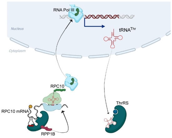 Genes 14 00462 g006 550