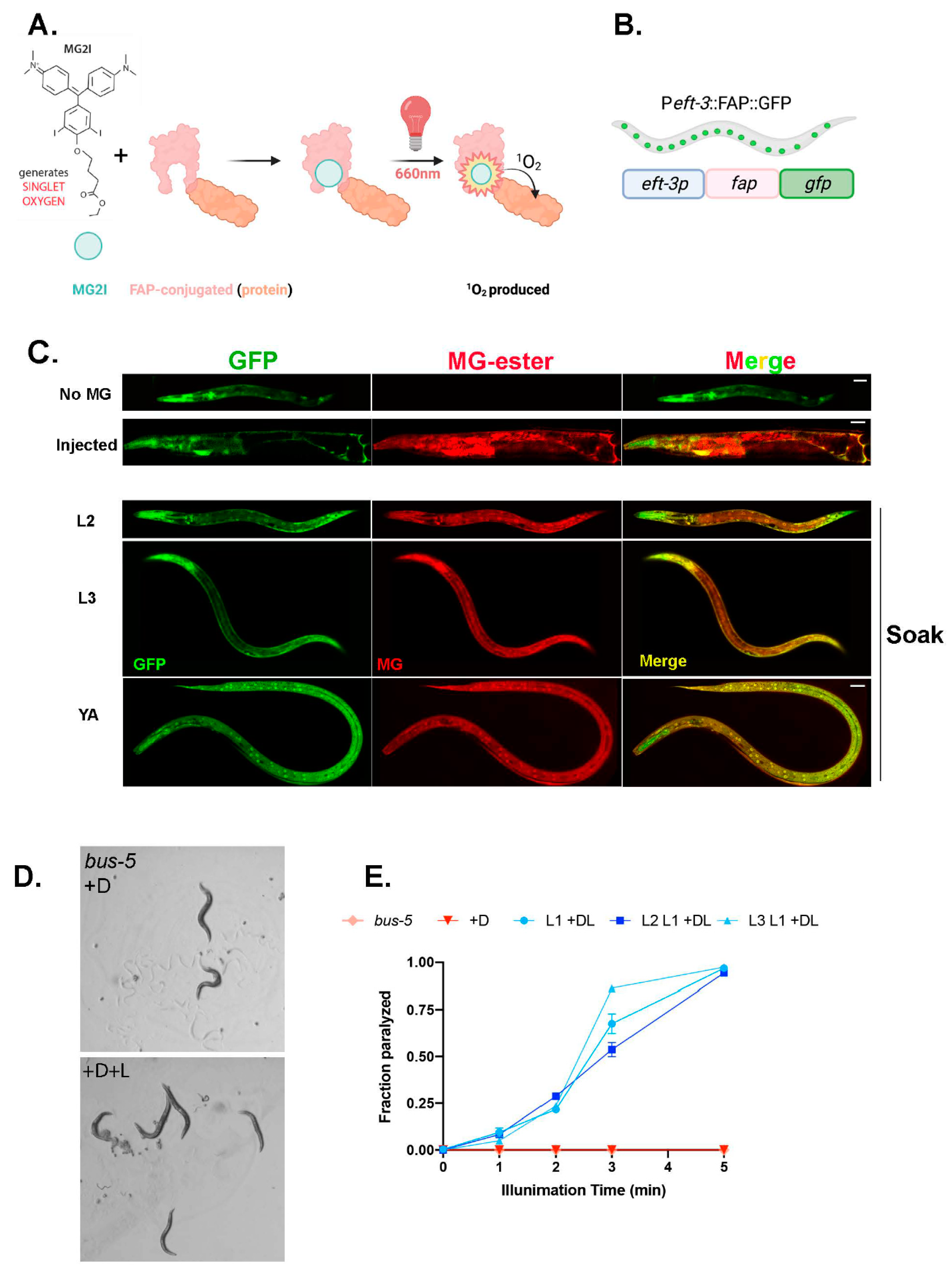 Genes 14 00485 g001 Genes 14 00485 g001