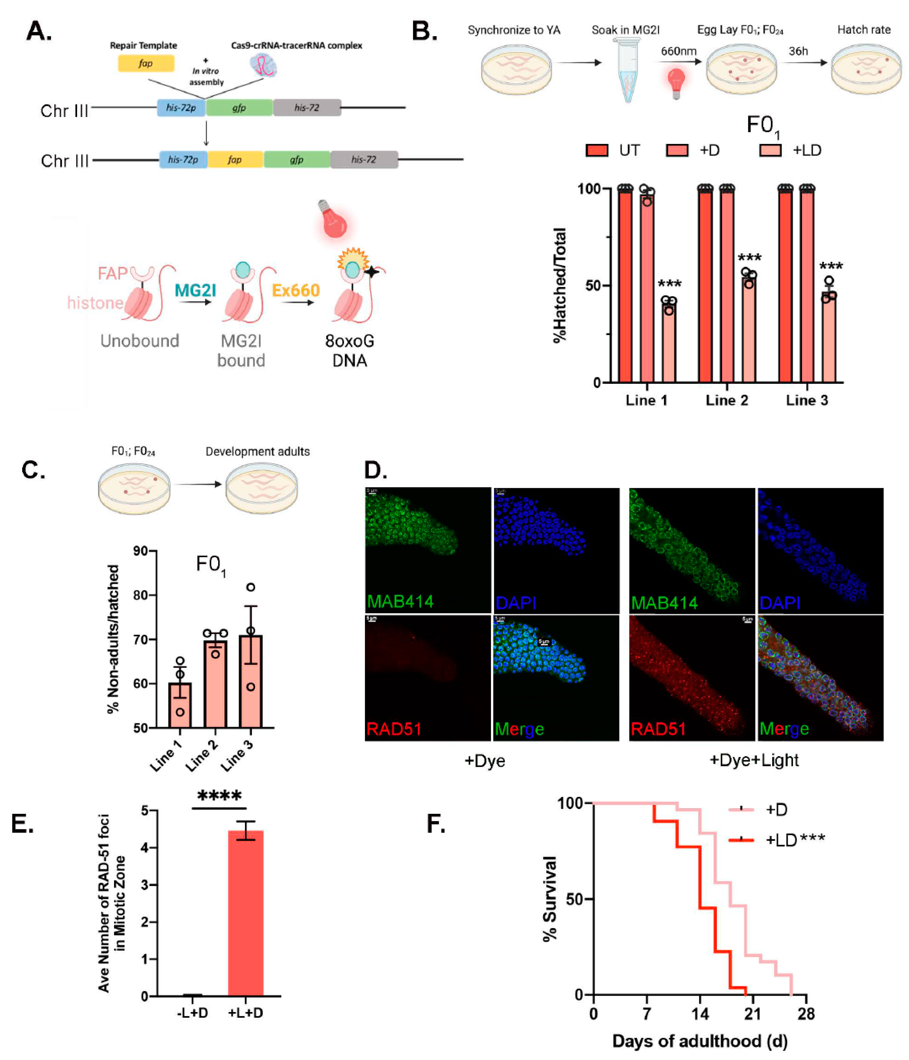 Genes 14 00485 g004 Genes 14 00485 g004