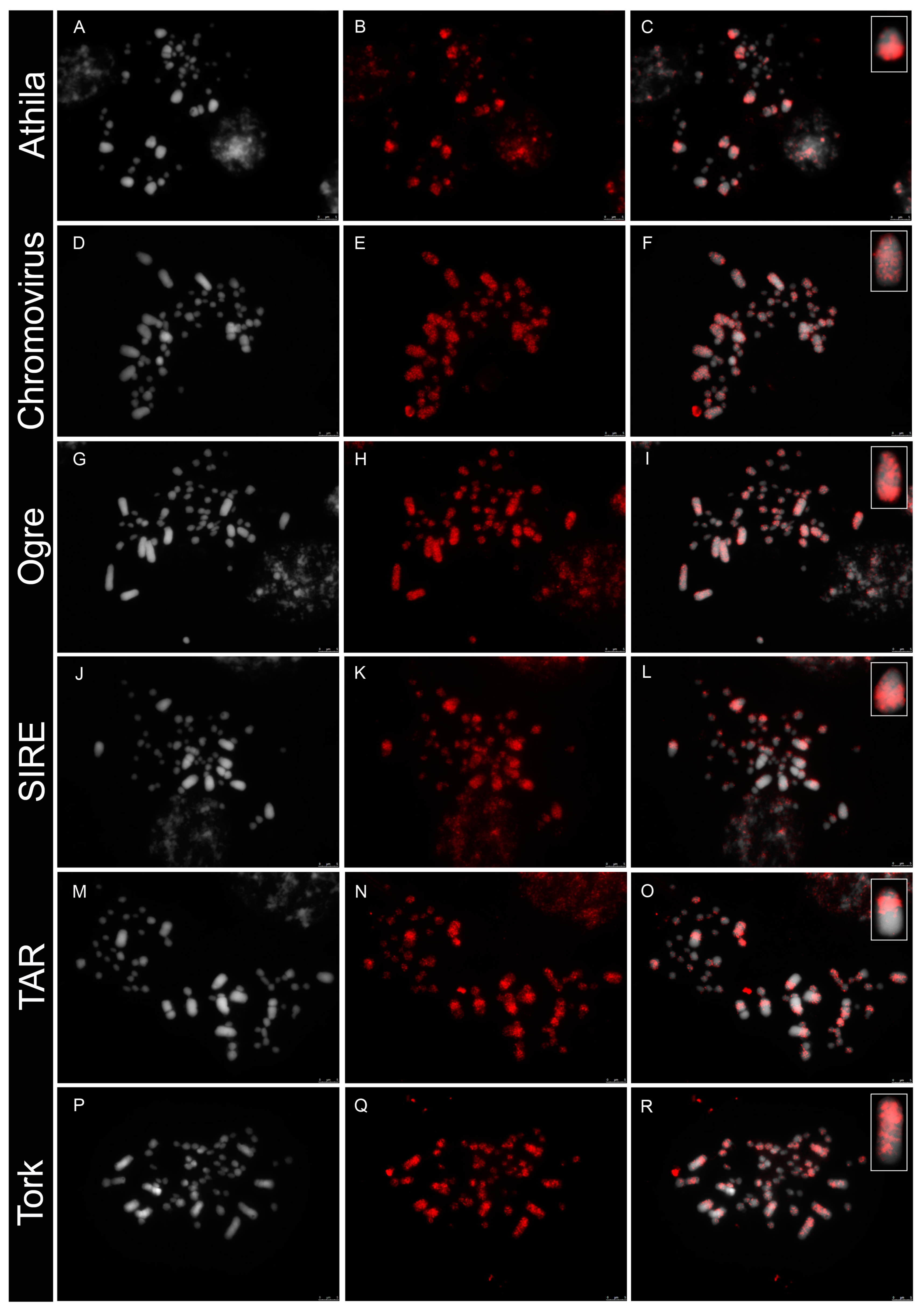 Genes 14 00491 g001 Genes 14 00491 g001