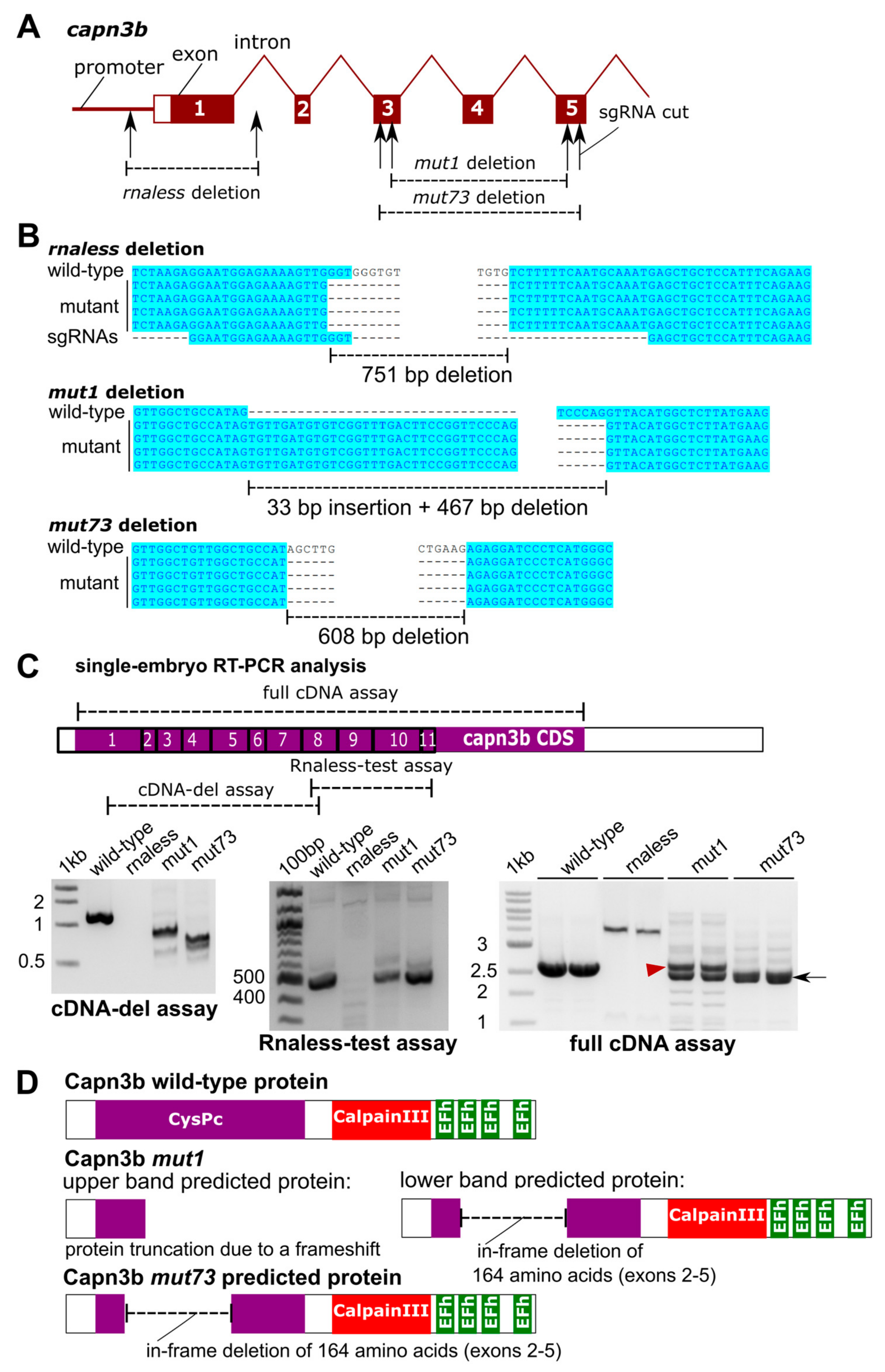 Genes 14 00492 g001