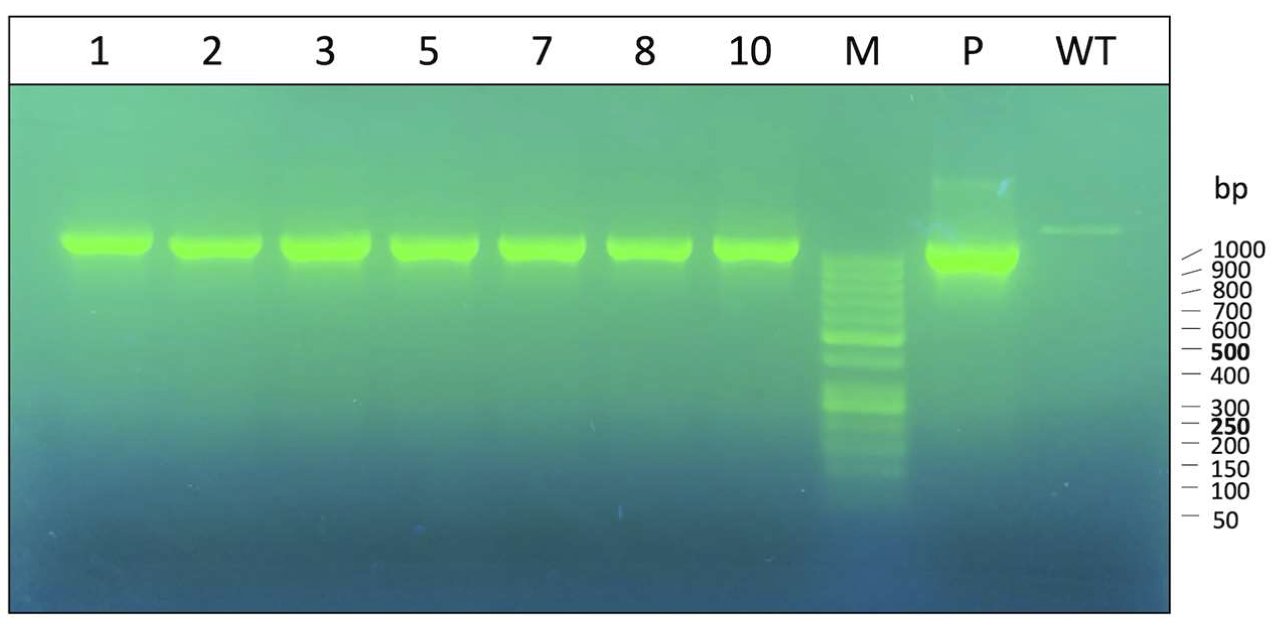 Genes 14 00556 g001 Genes 14 00556 g001