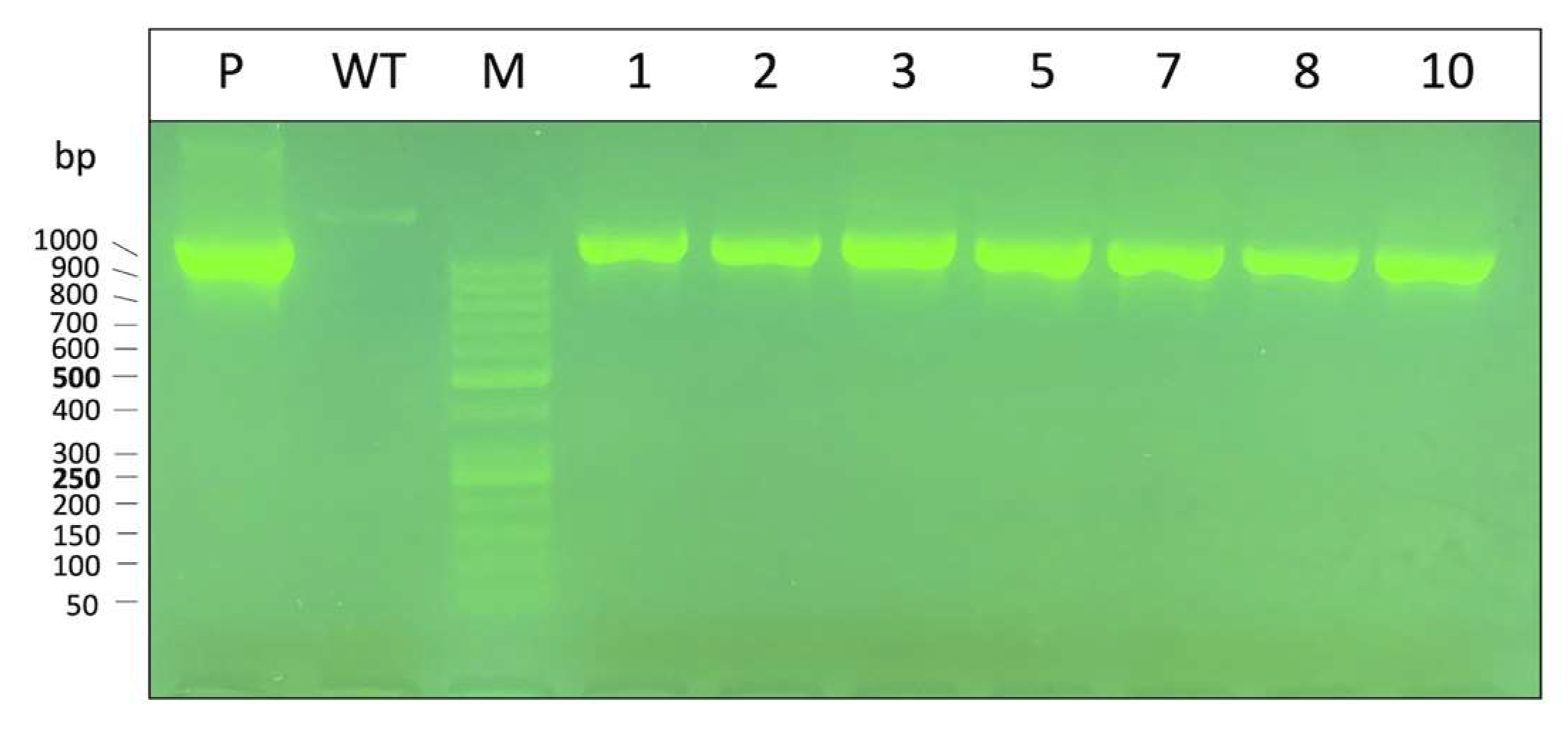 Genes 14 00556 g008 Genes 14 00556 g008