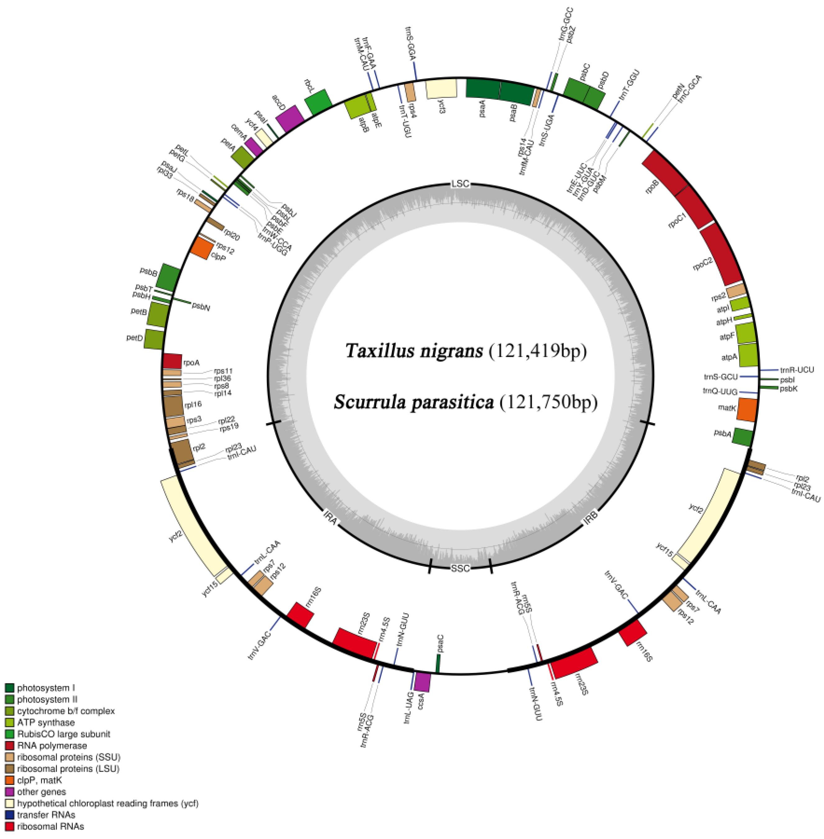 Genes 14 00560 g001 Genes 14 00560 g001