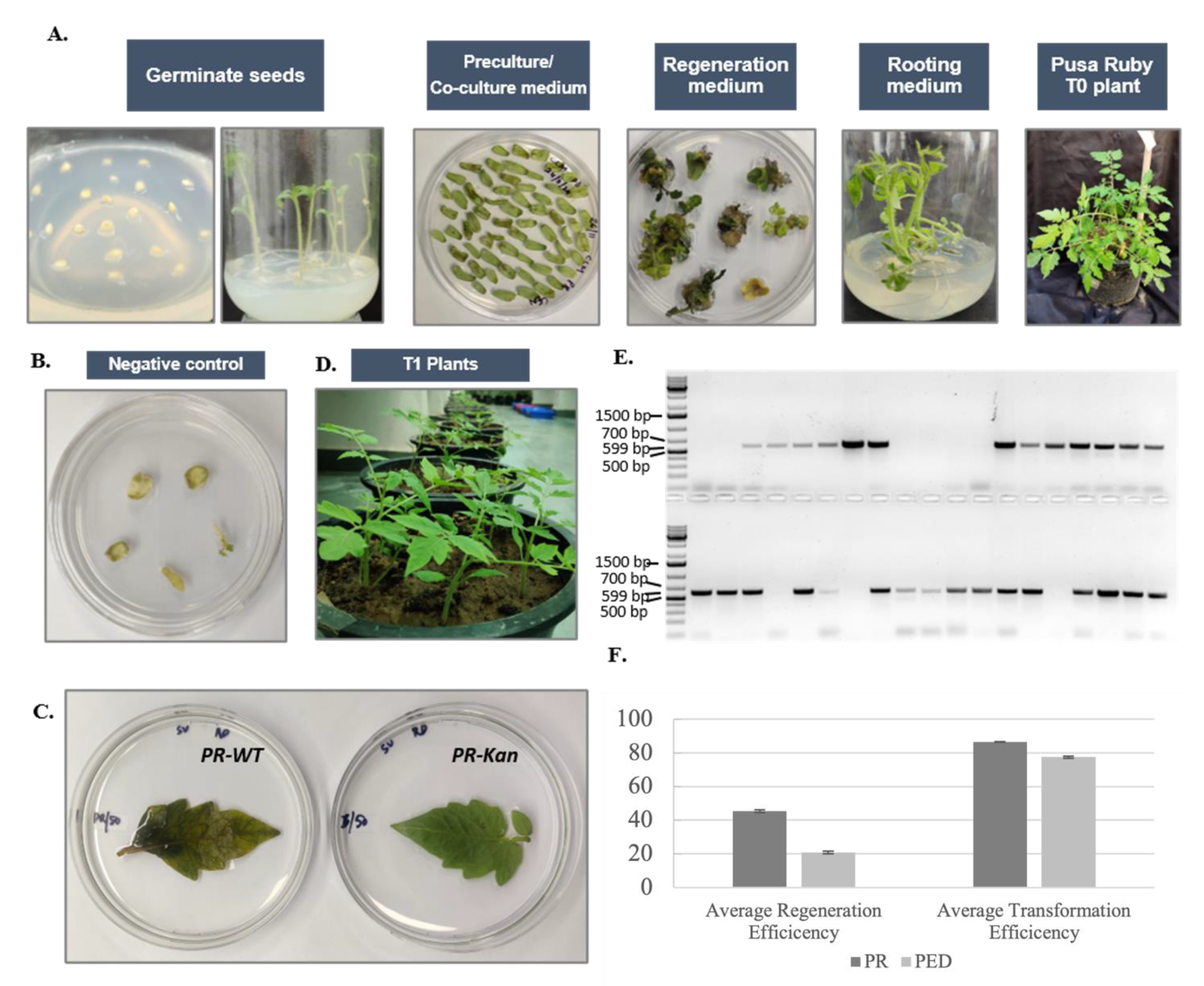 Genes 14 00570 g006 Genes 14 00570 g006