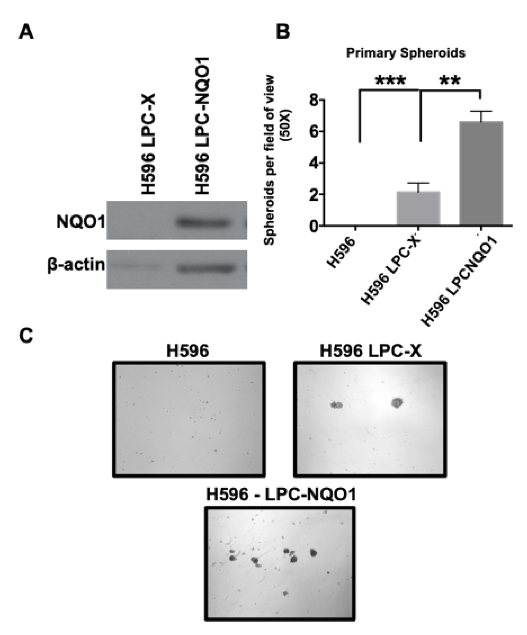 Genes 14 00607 g005