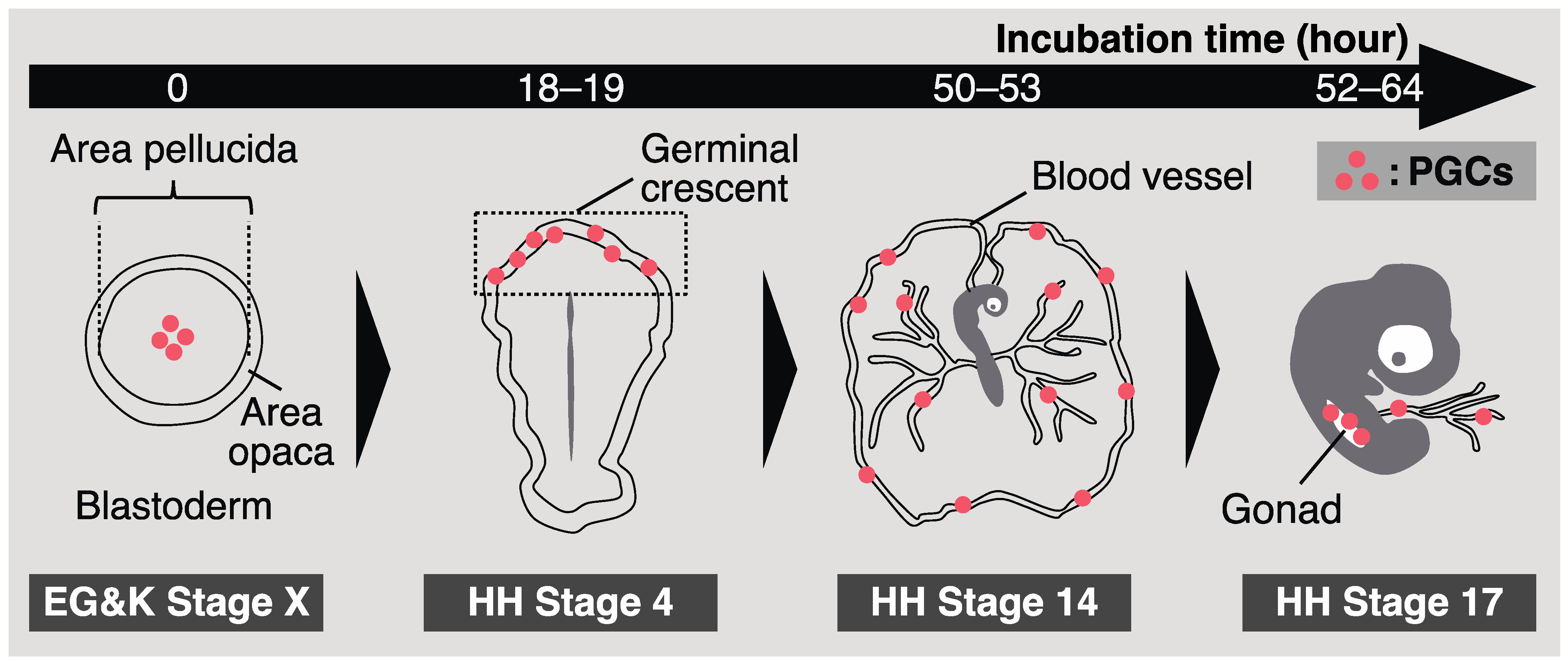Genes 14 00612 g001 Genes 14 00612 g001