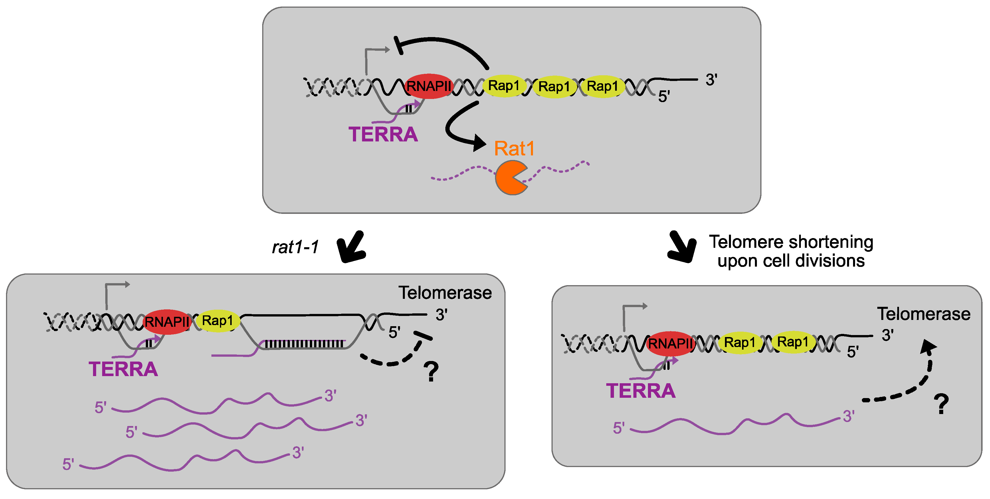 Genes 14 00618 g002 Genes 14 00618 g002
