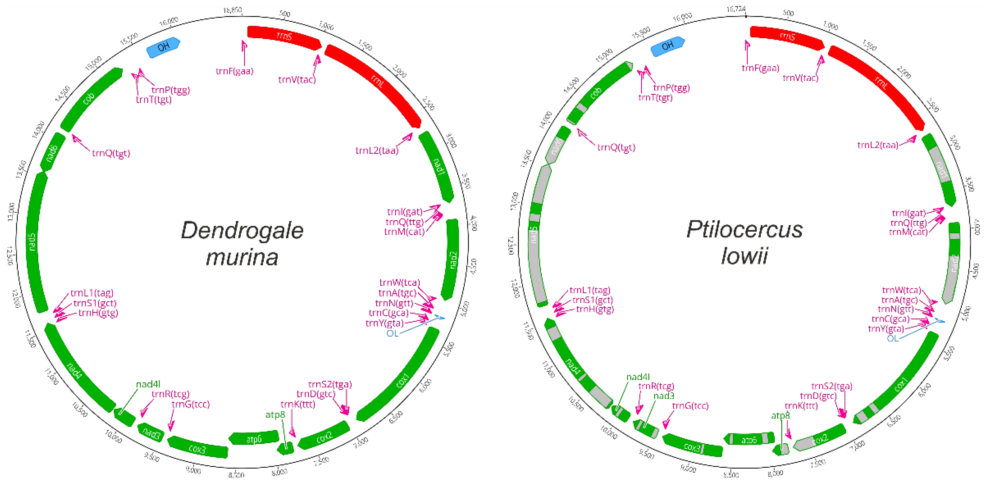 Genes 14 00624 g002 Genes 14 00624 g002