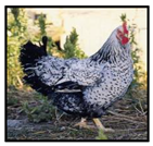 Genes 14 00633 i012 Genes 14 00633 i012