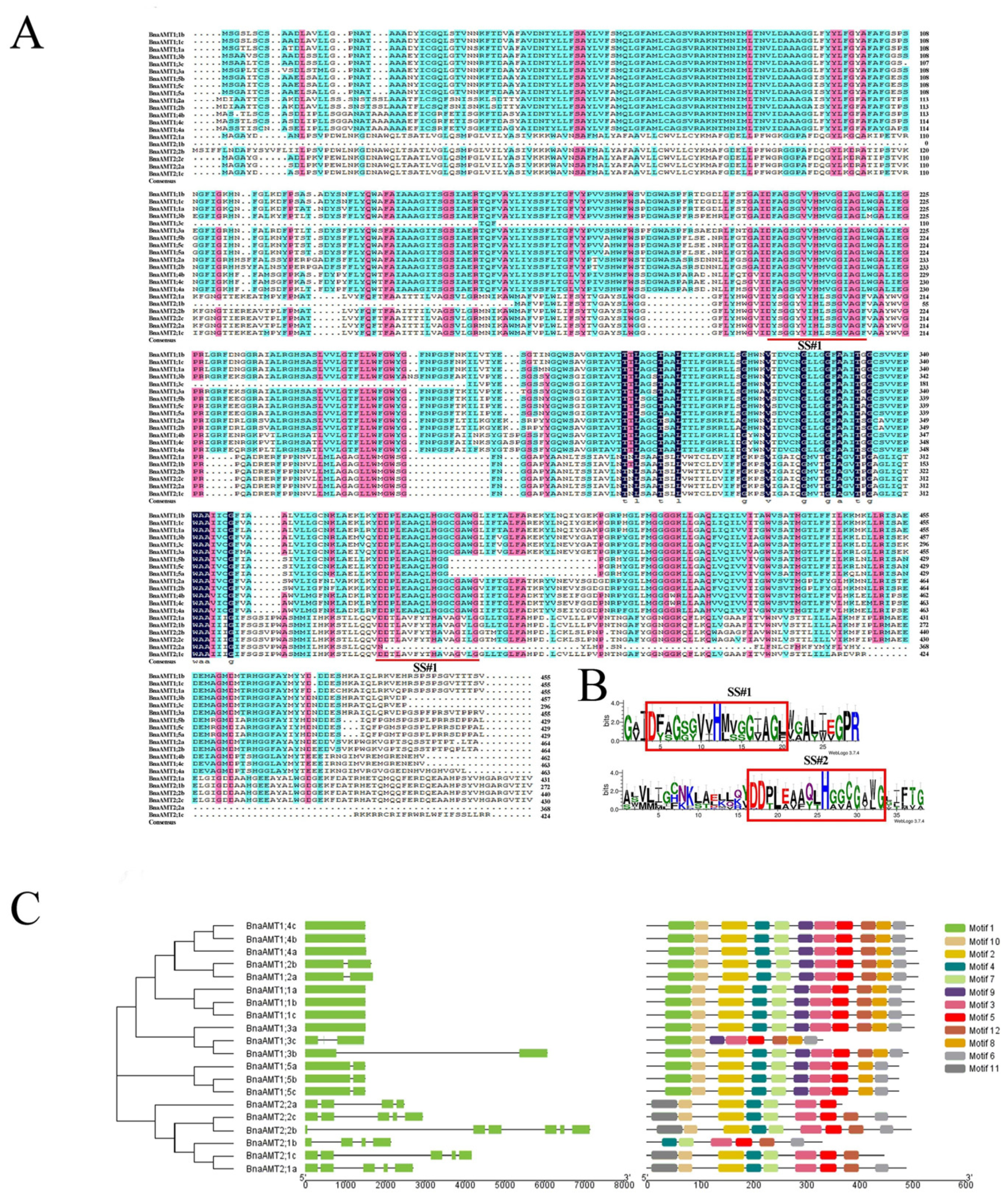 Genes 14 00658 g001 Genes 14 00658 g001